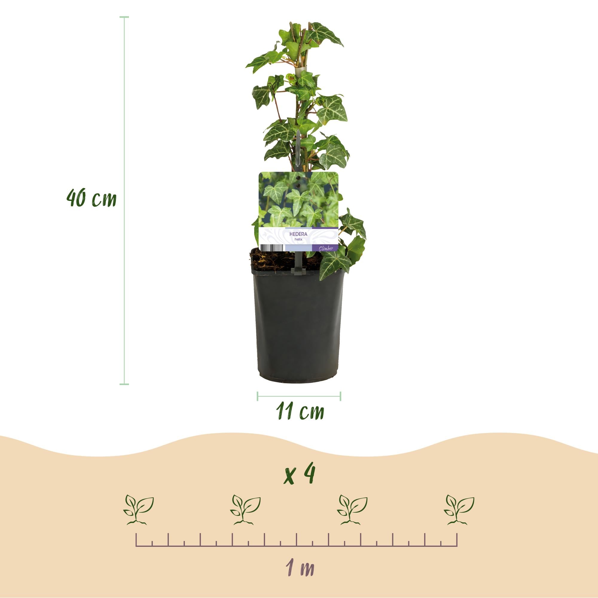 Kletterpflanzen Rainbow – 4 farbenfrohe Sorten für Garten & Terrasse, Topf 11 cm, 40 cm hoch