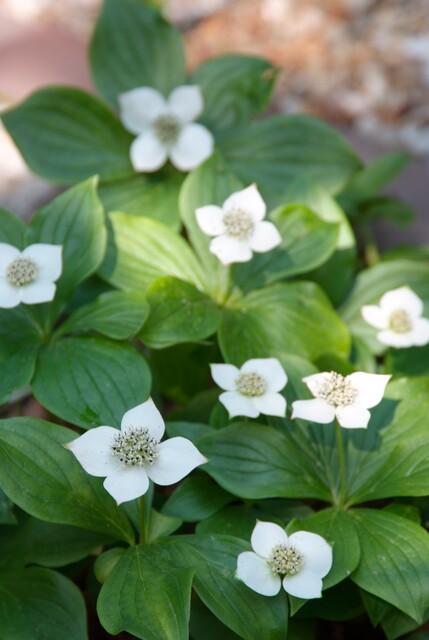 Cornus canadensis – Bodendeckender Hartriegel, 9 cm Topf, 10–25 cm