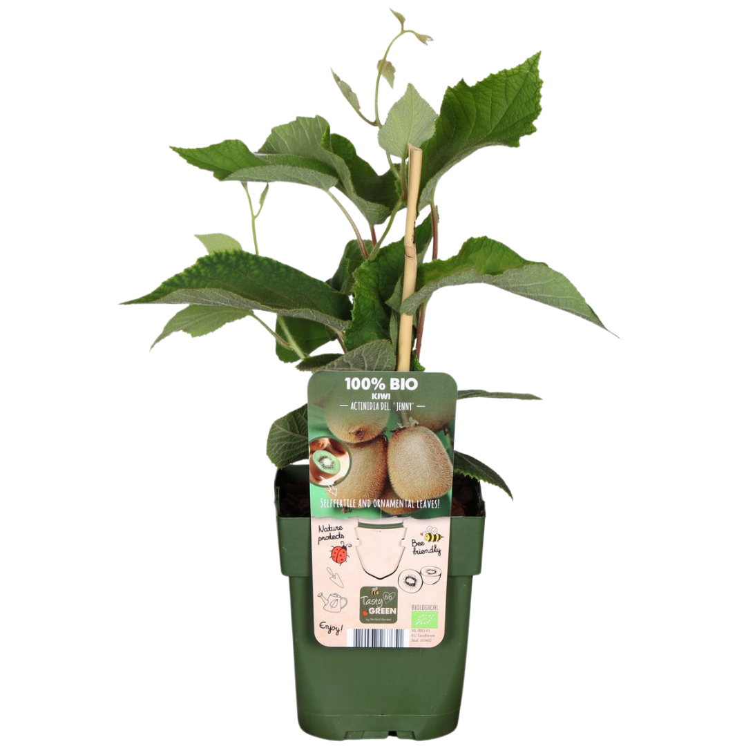 Organic kiwi – young plant in a 13 cm pot, approx. 20 cm tall