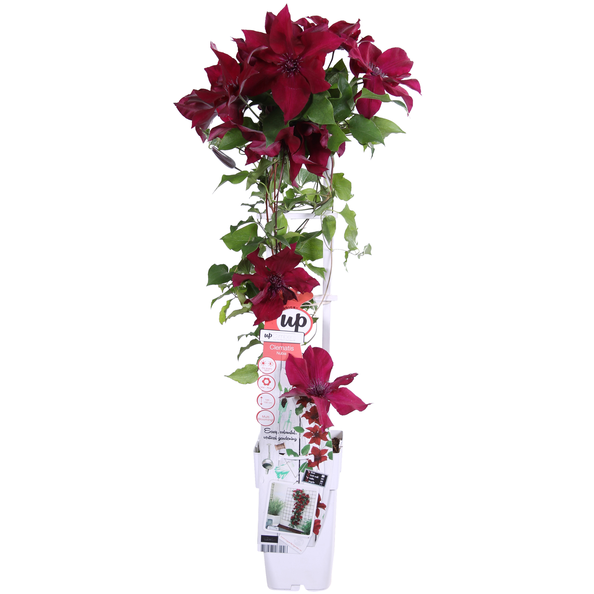 Clematis'Nubia' (Evison-Serie) –rotblühende Clematis, Ø15 cm, 65 cm hoch