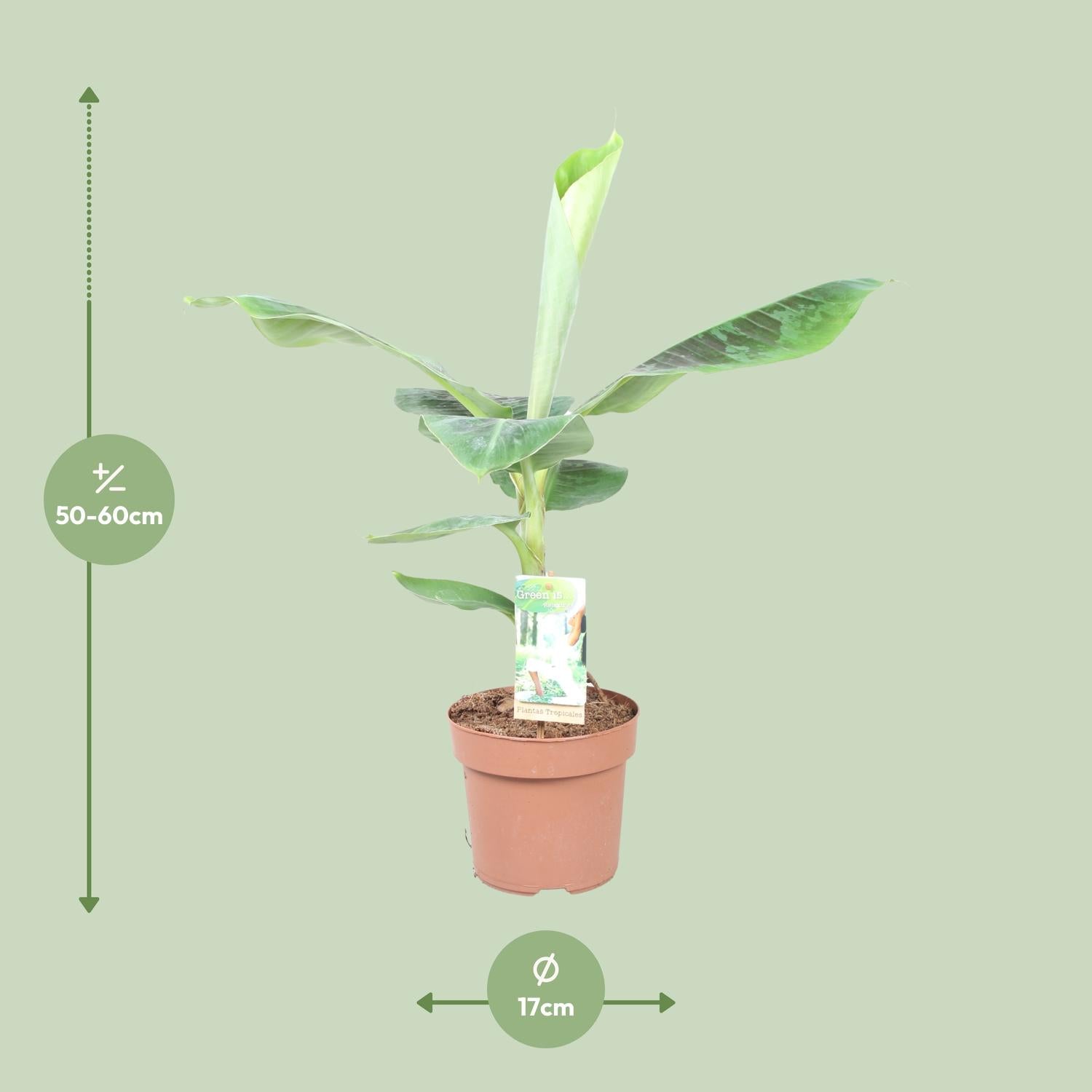 Musa Cavendish enana – Zwergbanane - 60-130 cm