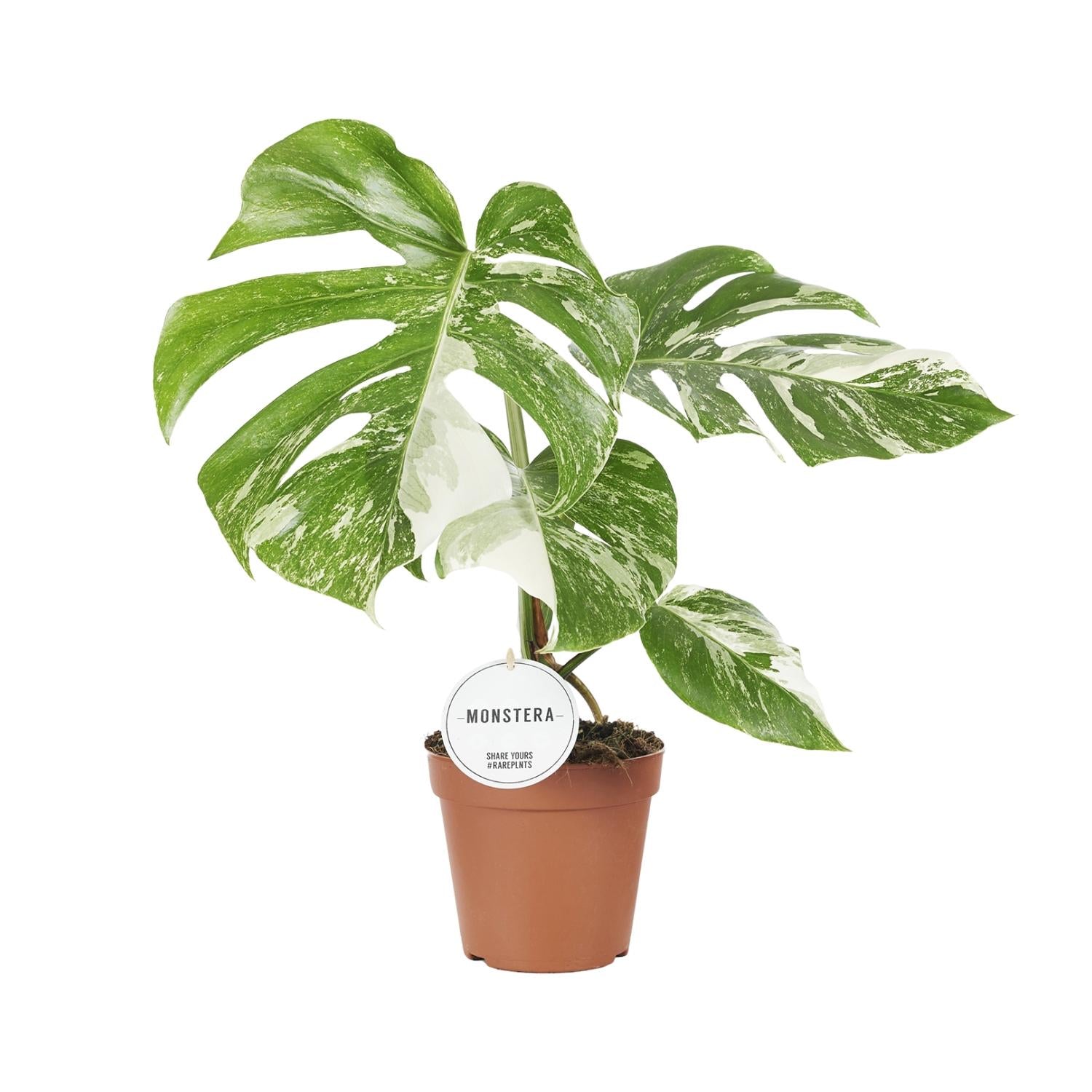 Monstera Deliciosa Variegata – Variegated Swiss Cheese Plant - 15 cm pot, 45 cm tall