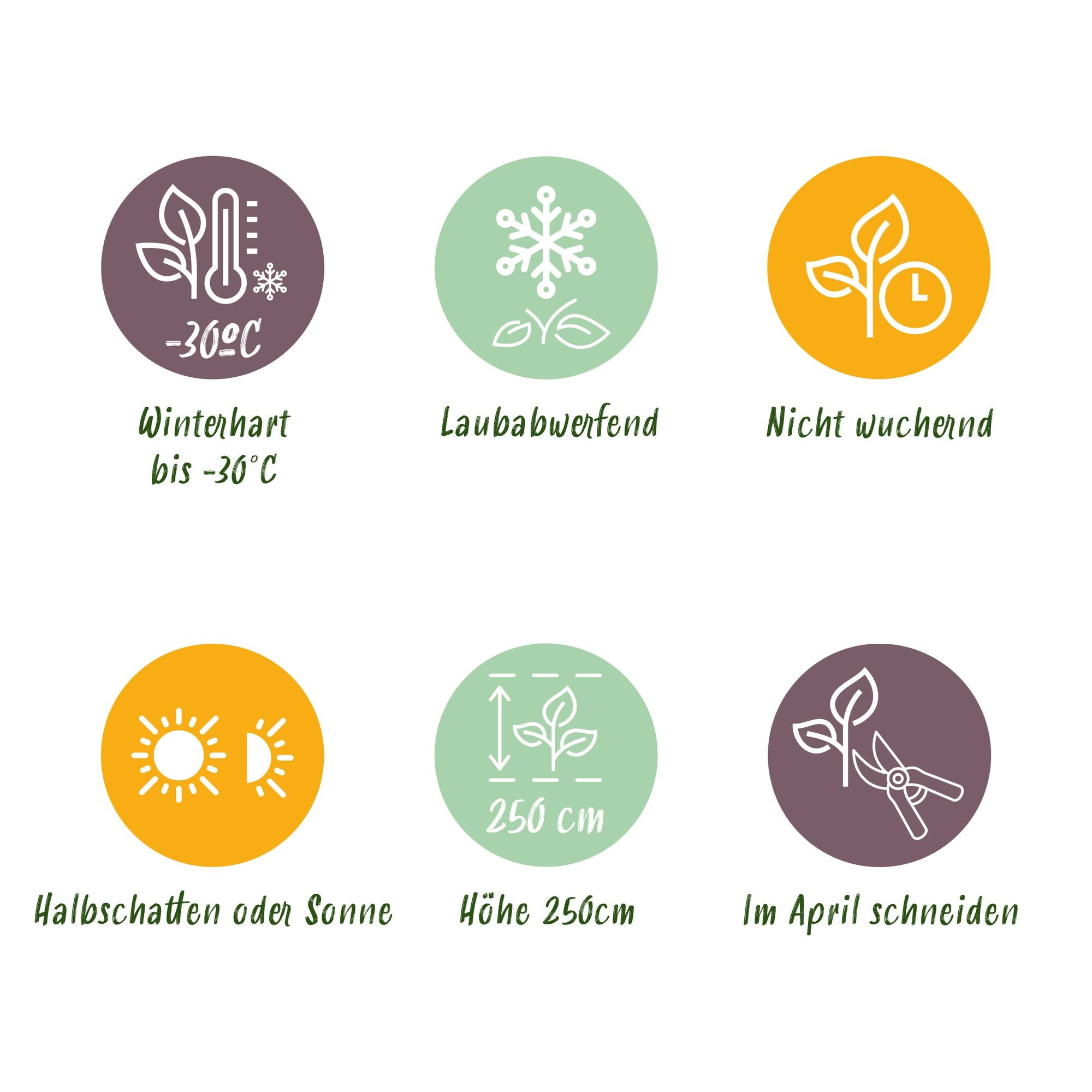 Cornus alba 'Flaviramea' – 1 planta, ramas verdes, maceta de 17 cm, 45 cm de altura