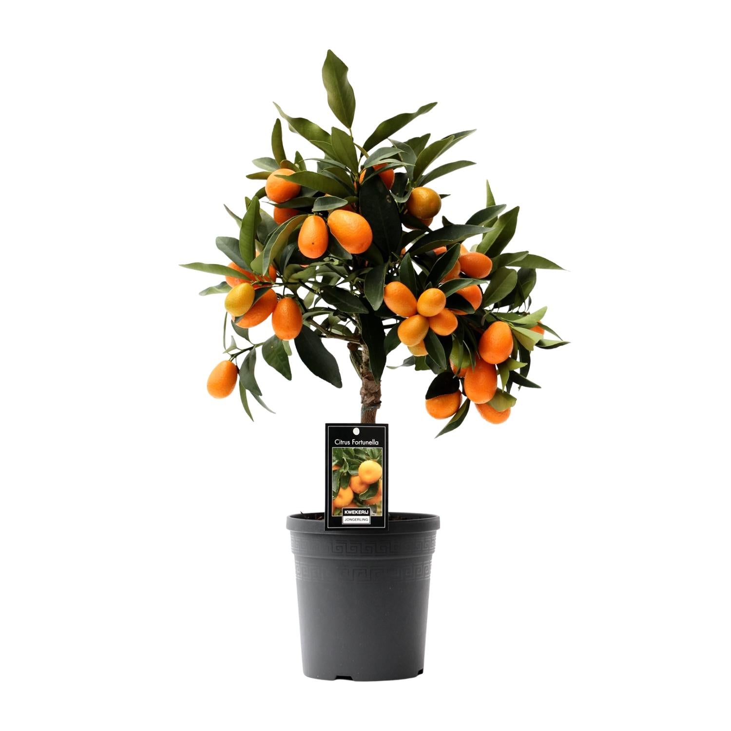 Kumquat cítrico - Maceta de 16 cm, 45 cm de altura