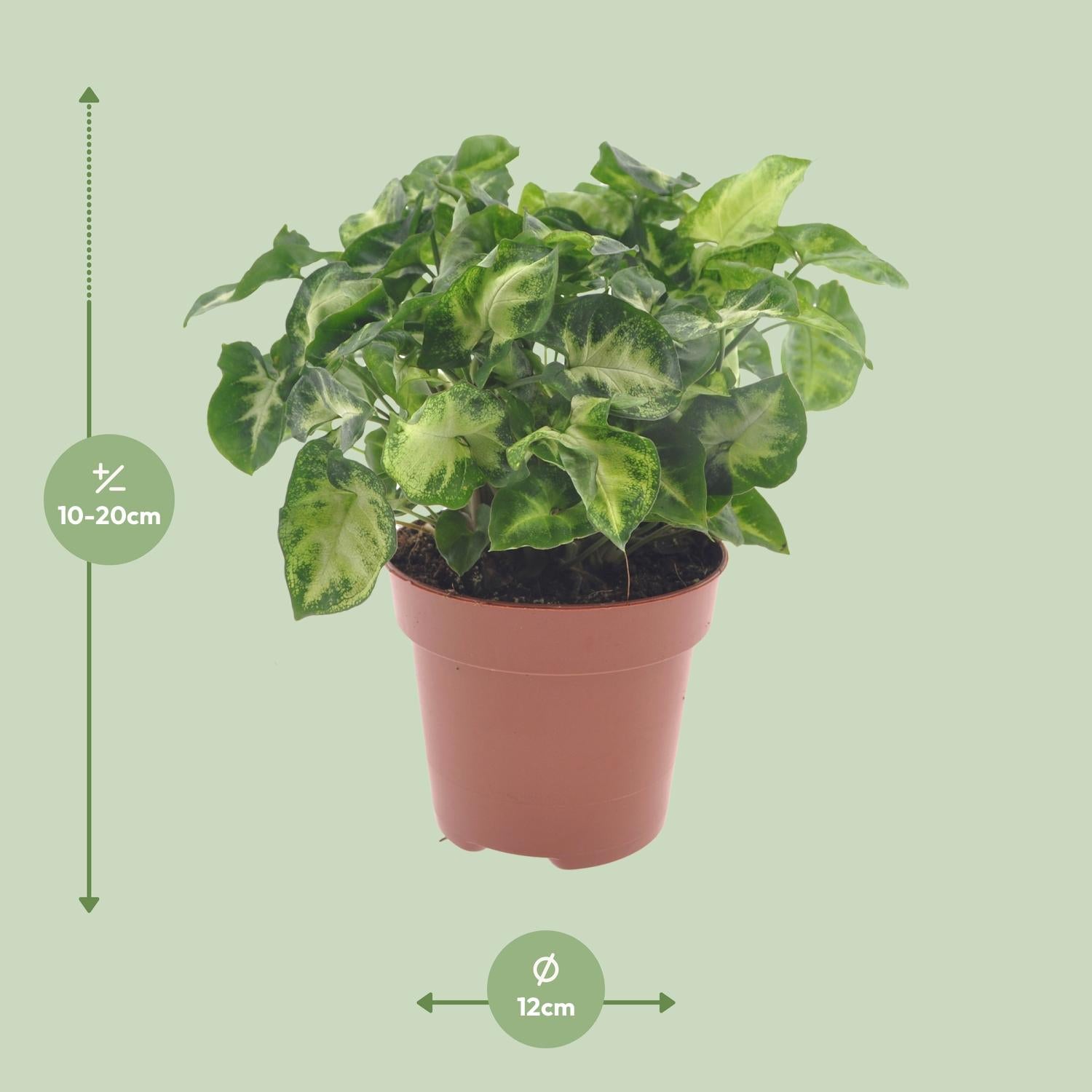 Syngonium ‘Pixie’ – Purpurtute - 20-30 cm