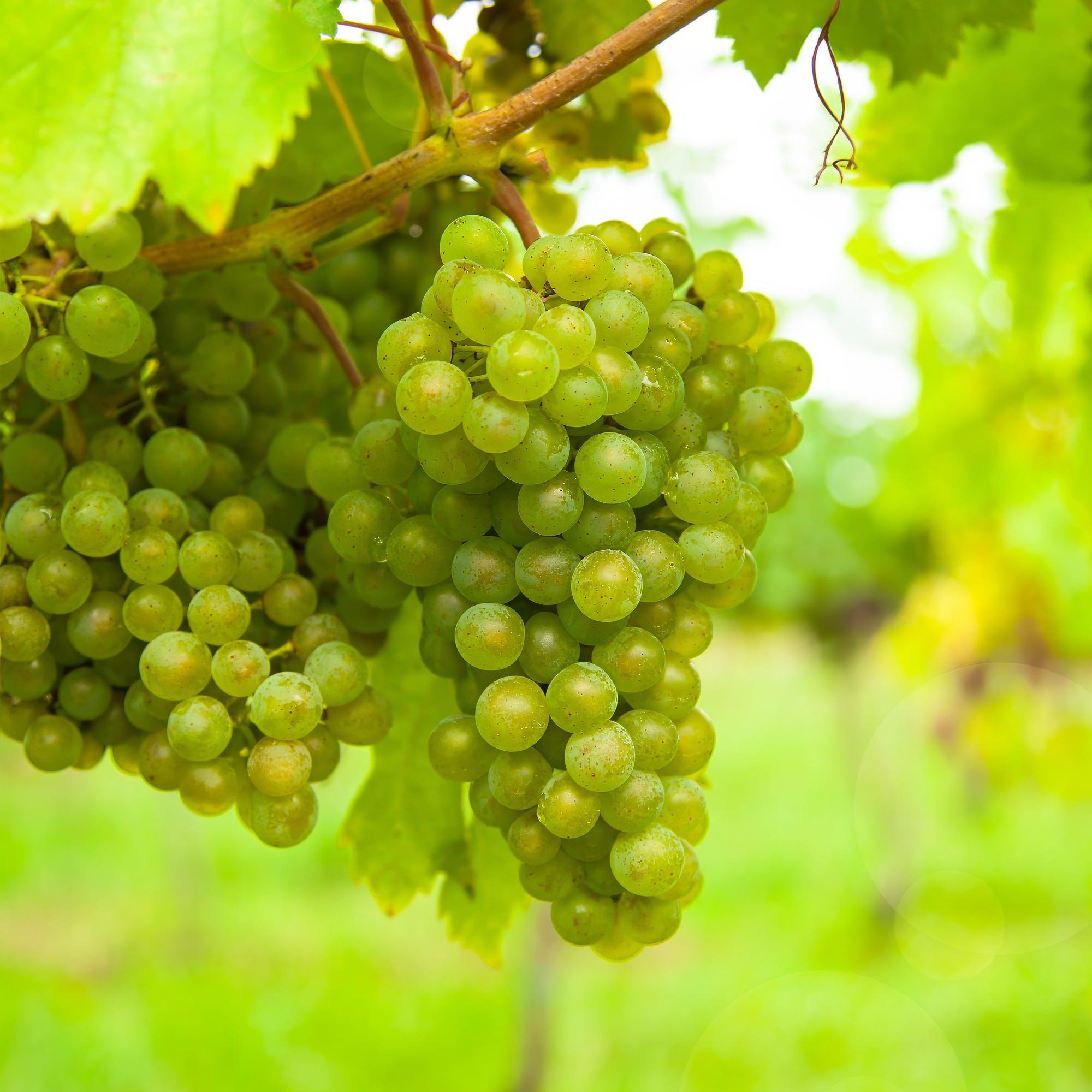 Planta de uva blanca 'Frühzeit von der Laan' – 2 plantas, maceta de 15 cm, aprox. 50 cm de alto