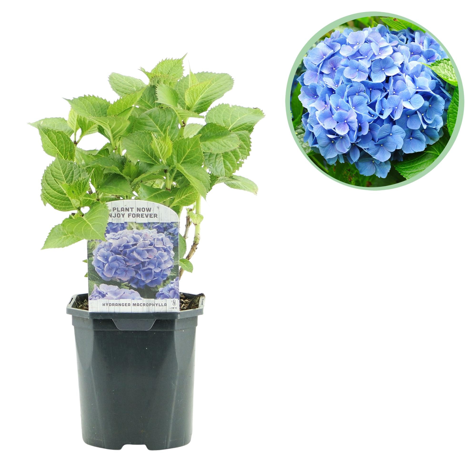 Hydrangea macrophylla – hortensia robusta en varios colores - 1 planta, maceta de 17 cm, 30 cm de altura