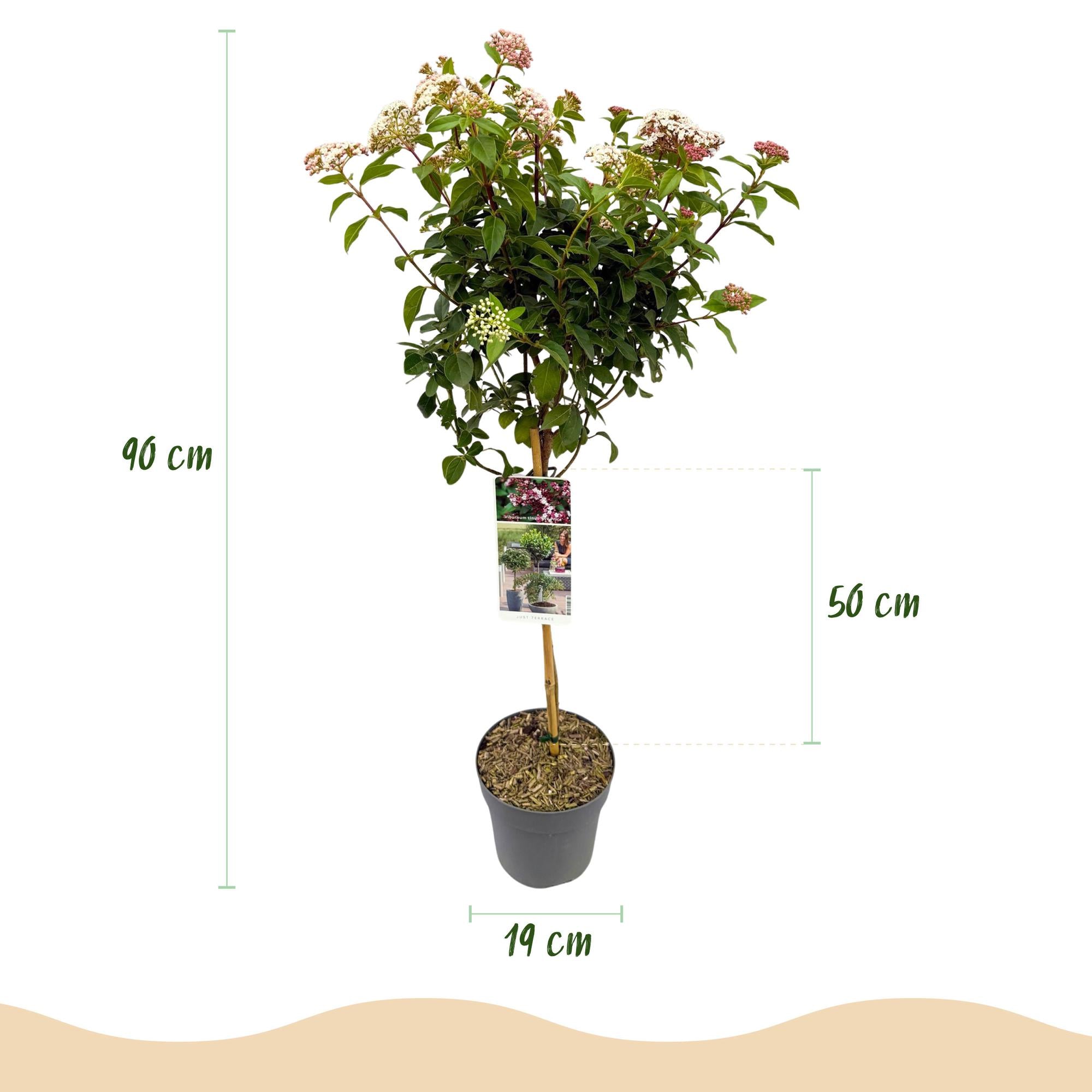 Viburnum tinus, planta perenne, flores blanco-rosadas, maceta de 19 cm, altura 90 cm.