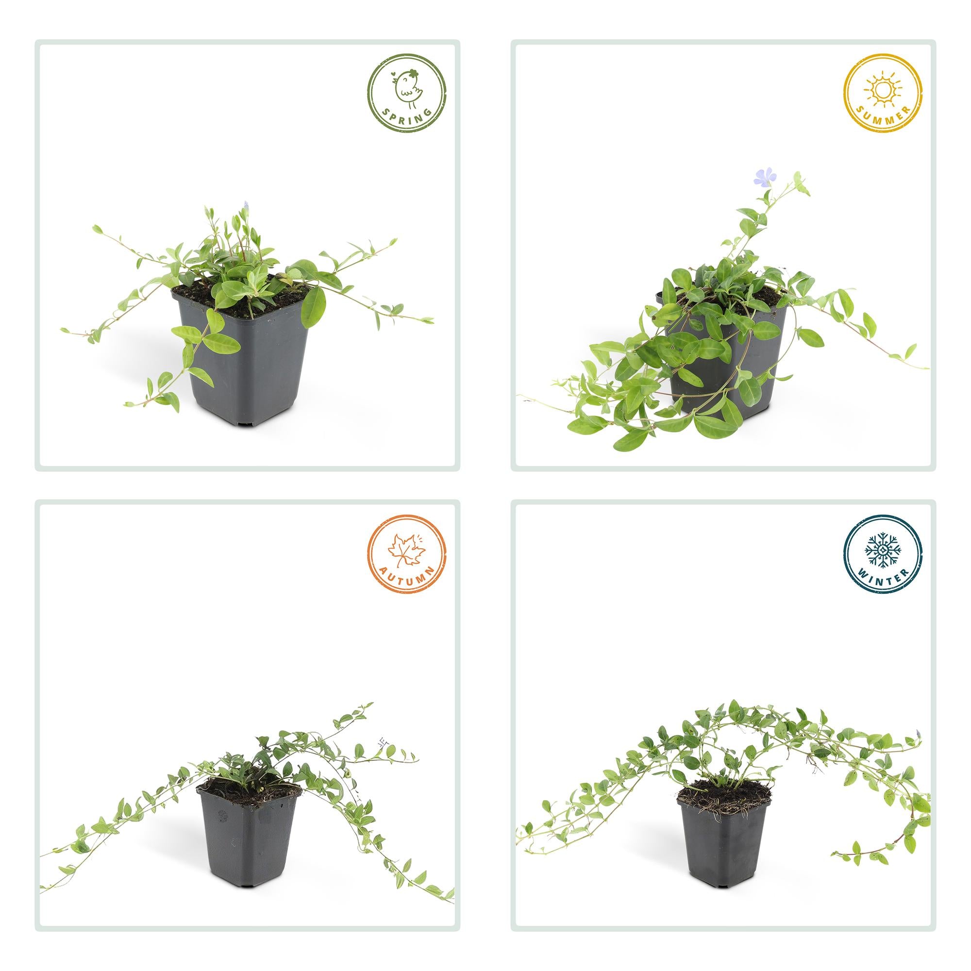 Immergrün ‘La Grave’ (Vinca minor) – 9 cm Topf, 10–25 cm Höhe