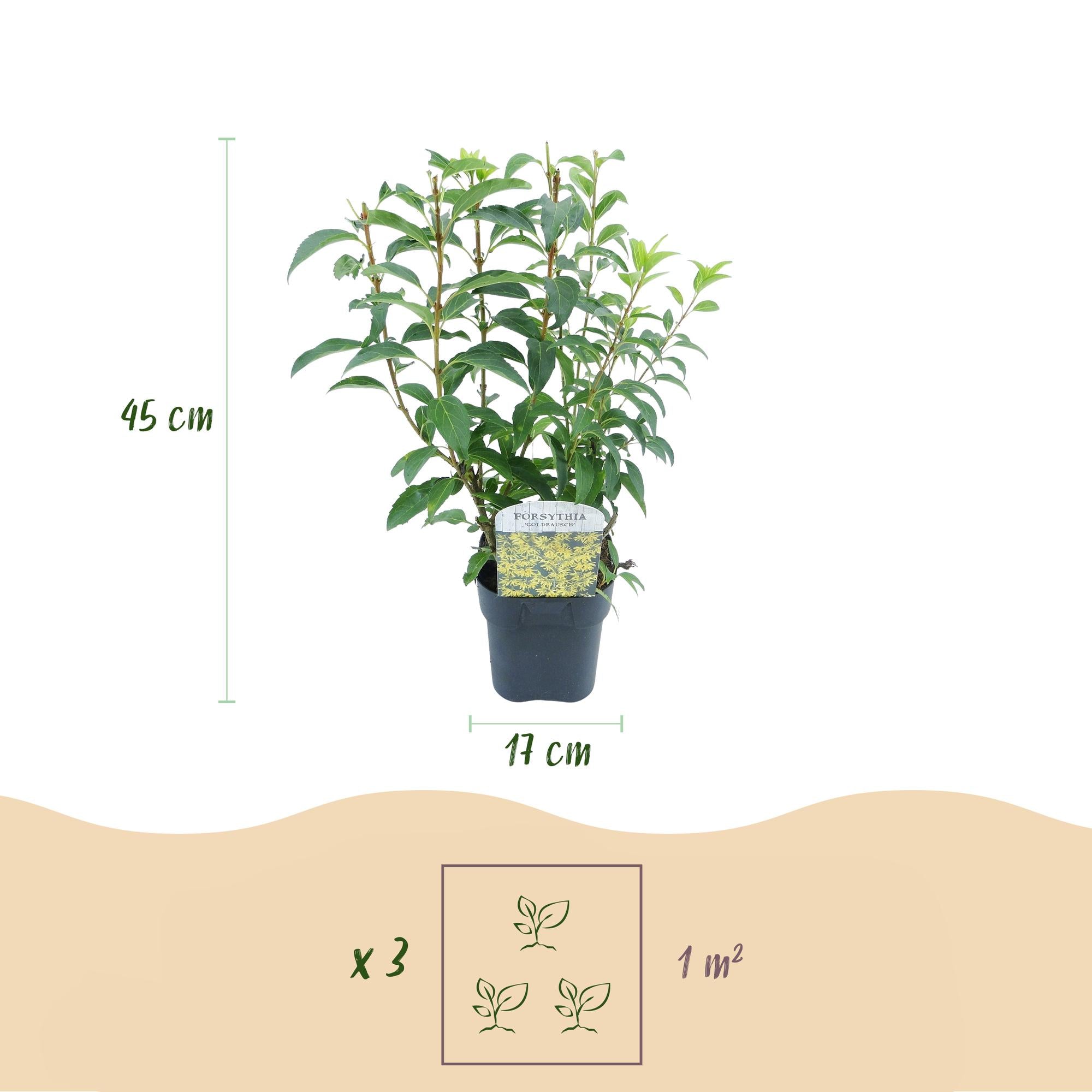 Forsythie ‘Goldrauch’ – gelbblühender Strauch, 1 Pflanze, 17 cm Topf, 45 cm hoch