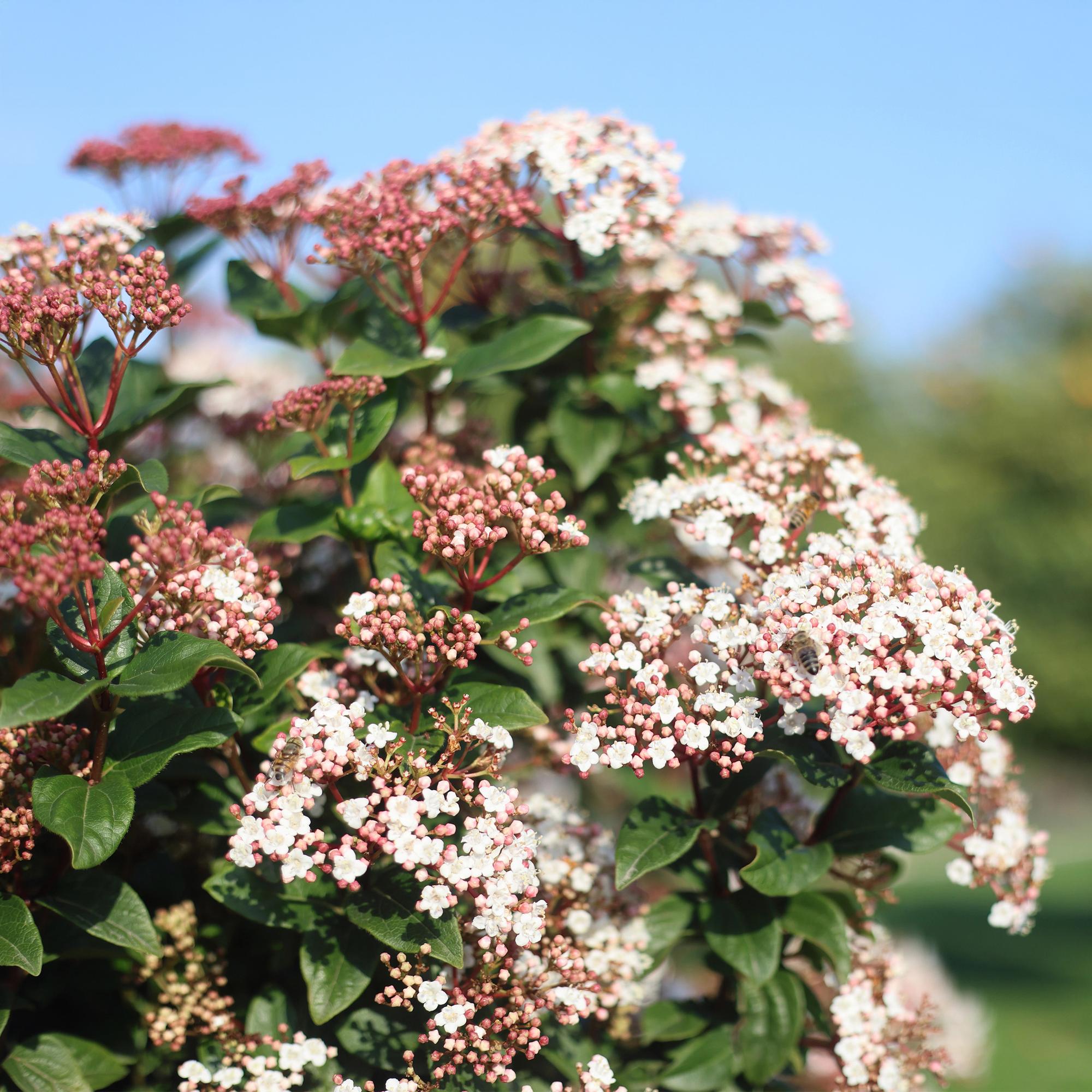Viburnum tinus, planta perenne, flores blanco-rosadas, maceta de 19 cm, altura 90 cm.