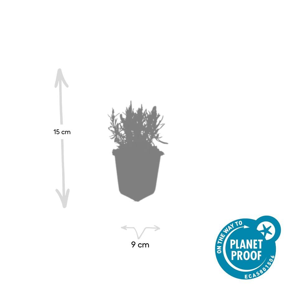 Echter Lavendel ‘Munstead’ (Lavandula angustifolia) – 10–25 cm, Ø9 cm