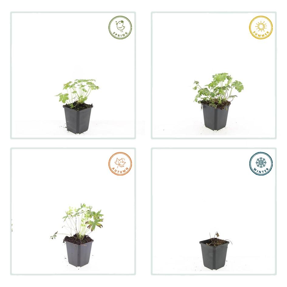 Storchschnabel ‘Album’ – kompakte Staude, 9 cm Topf, 10–25 cm Höhe