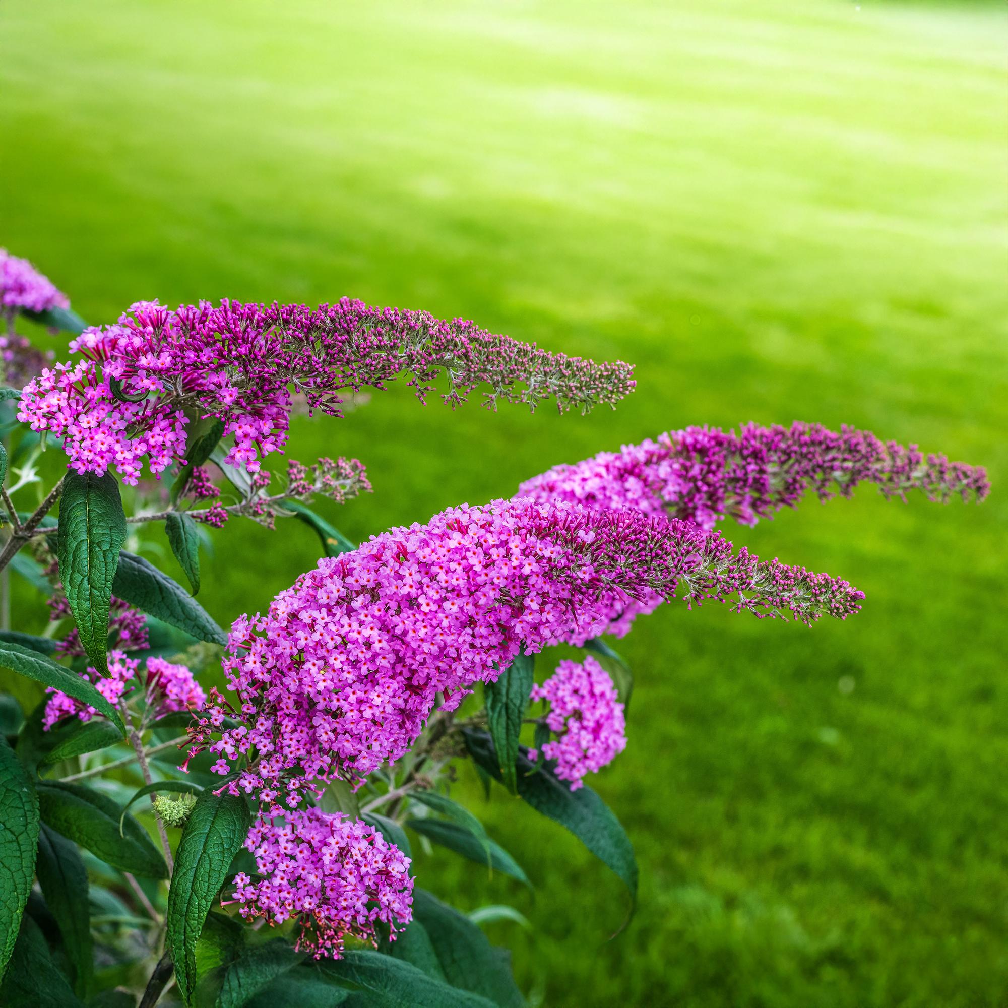 Buddleja davidii 'Pink Delight' – Butterfly Bush, deciduous, 17 cm pot, 25 cm