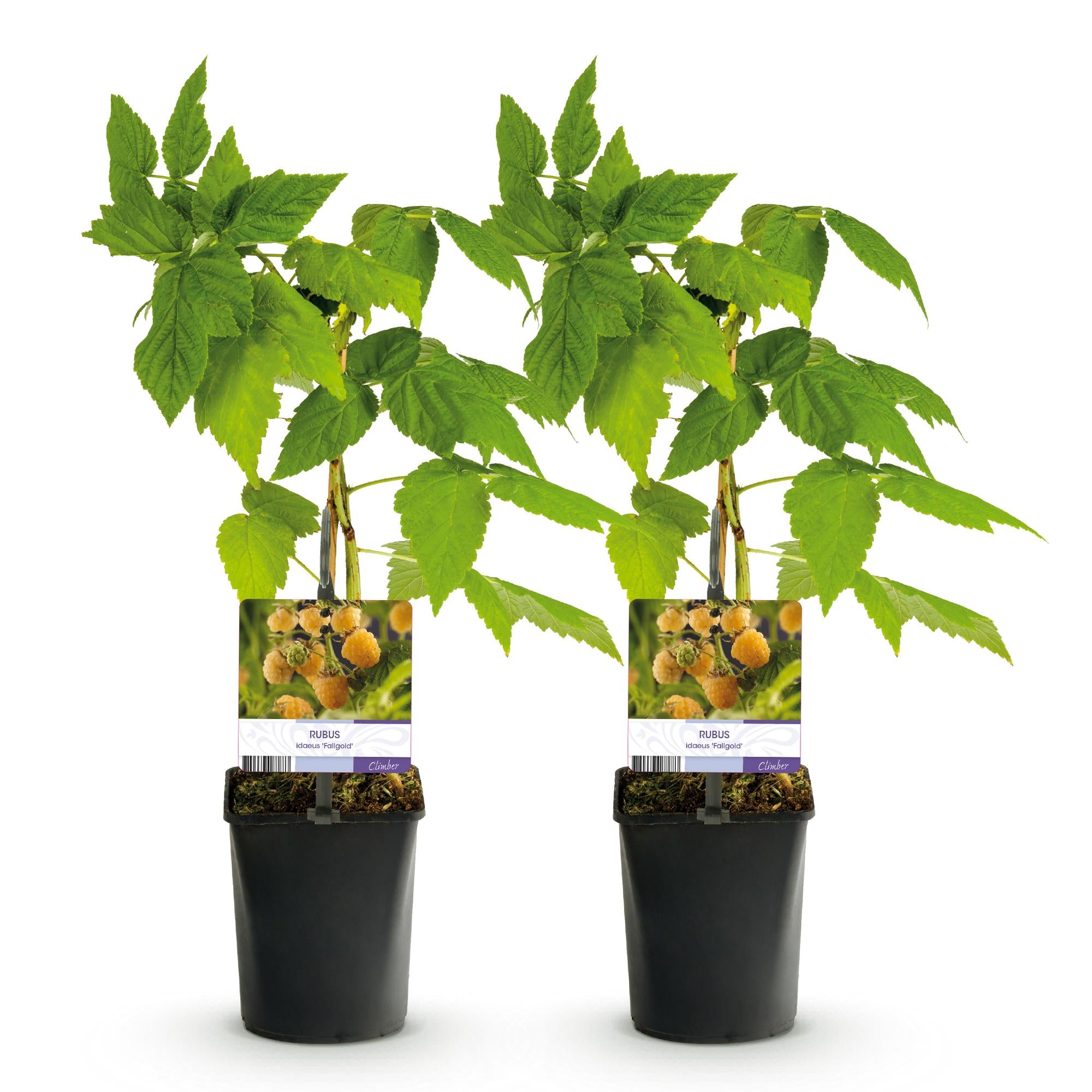 Yellow raspberry “Fallgold” (Rubus idaeus) – 2 plants in an 11 cm pot, approx. 40 cm