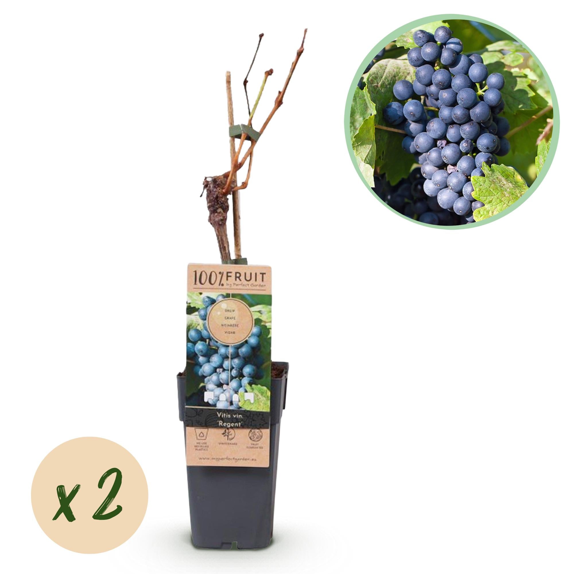 Obstpflanze Blaue Traube ‘Regent’ – 2er-Set, 15 cm Topf, 50 cm hoch