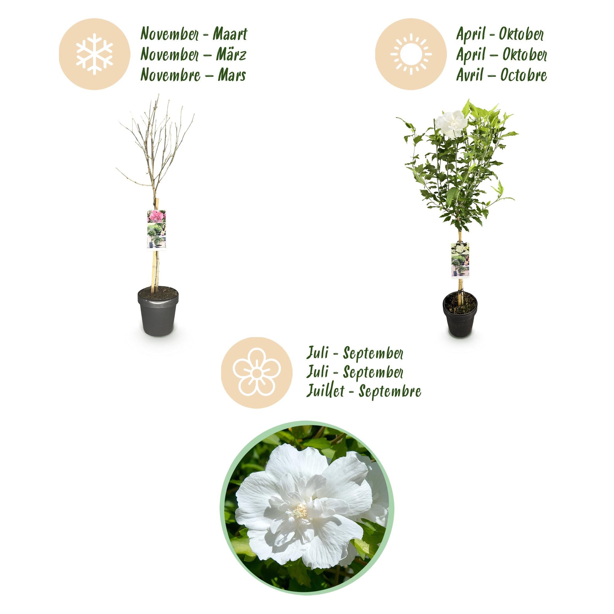 Planta estándar de hibisco 'White Chiffon'® – resistente, flores blancas, maceta de 19 cm, 90 cm