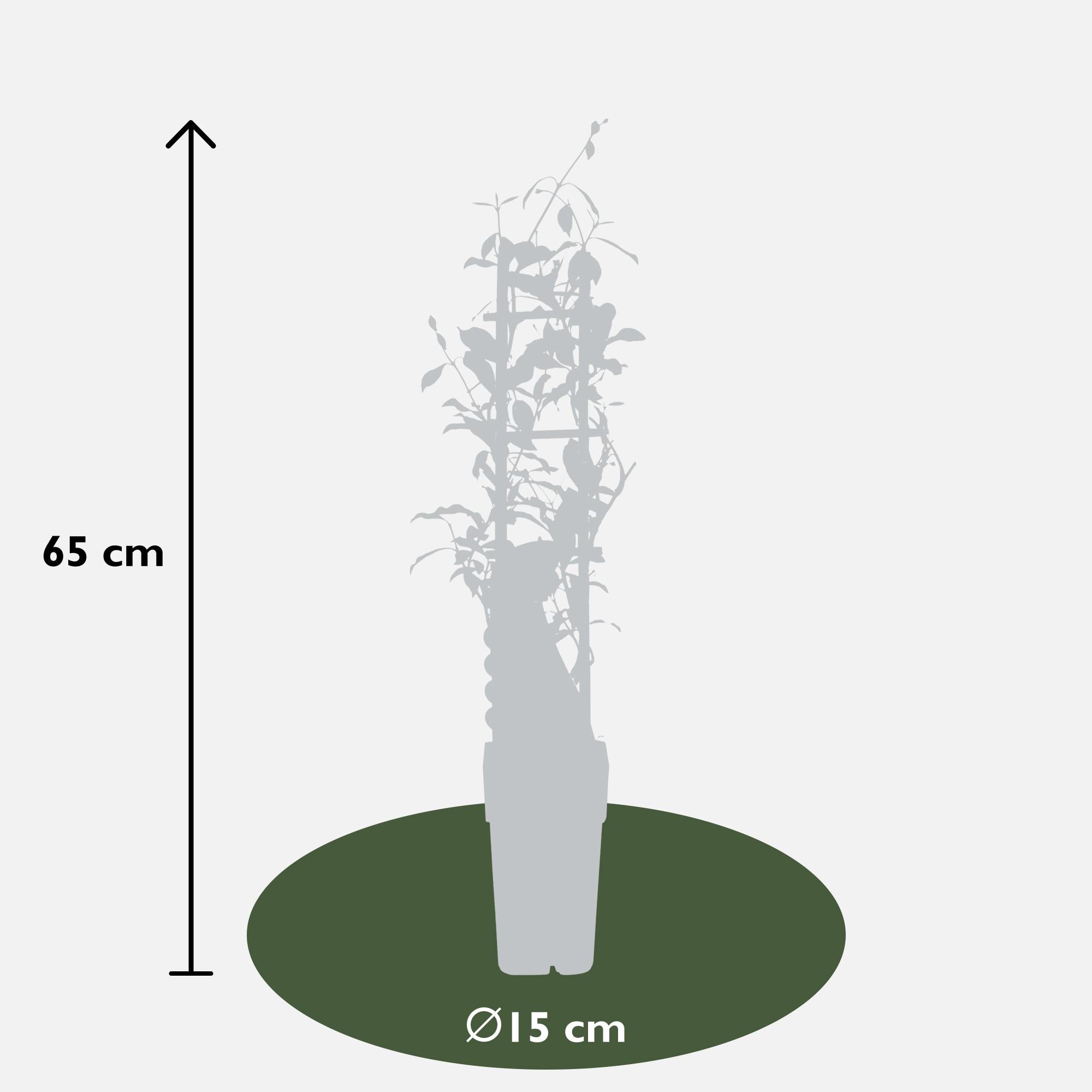 Toskanischer Jasmin ‘Star of Ibiza’ – rosa Blüten, immergrün, 15 cm Topf, 65 cm hoch