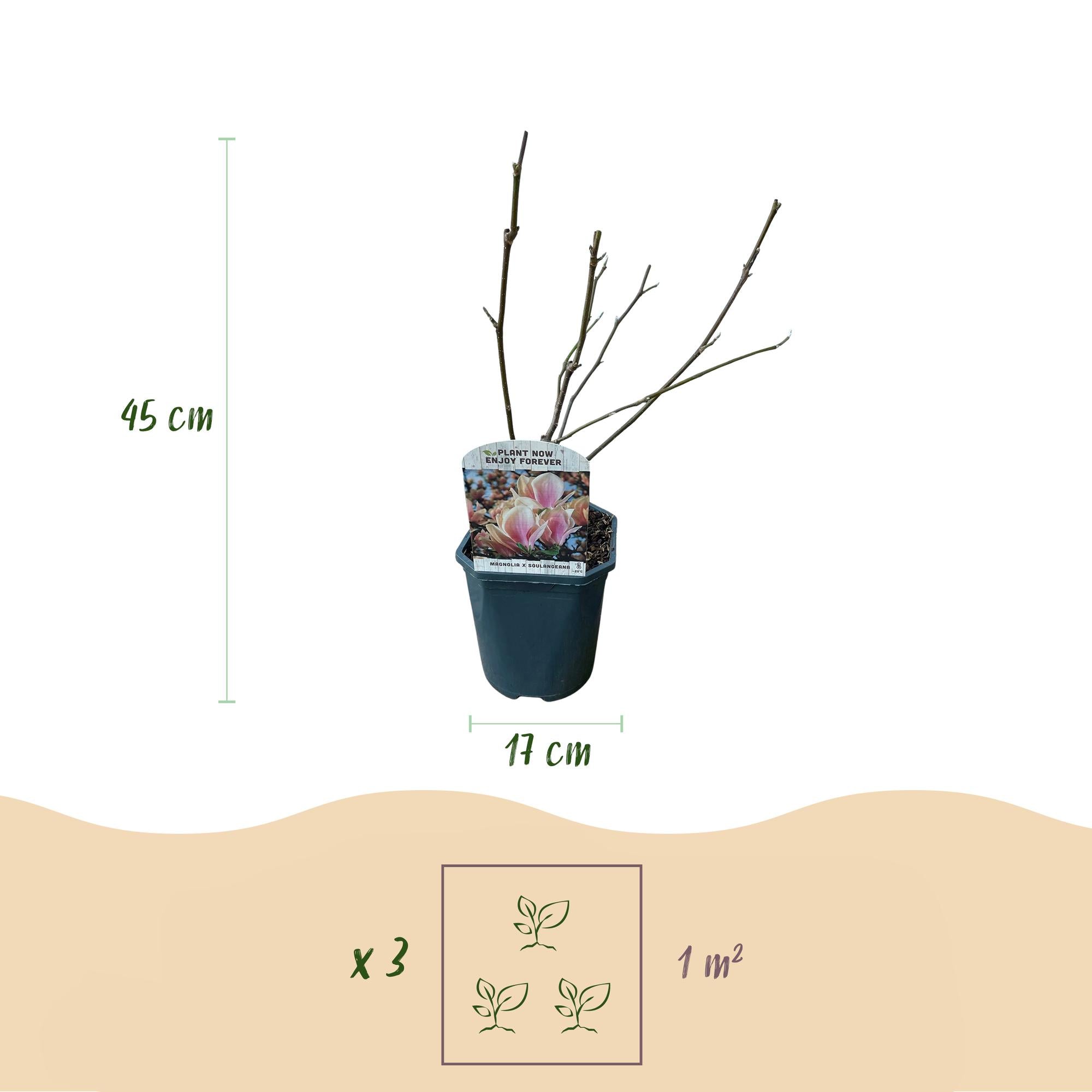 Magnolia soulangiana – arbusto con flores de color rosa claro, maceta de 17 cm, 45 cm de altura