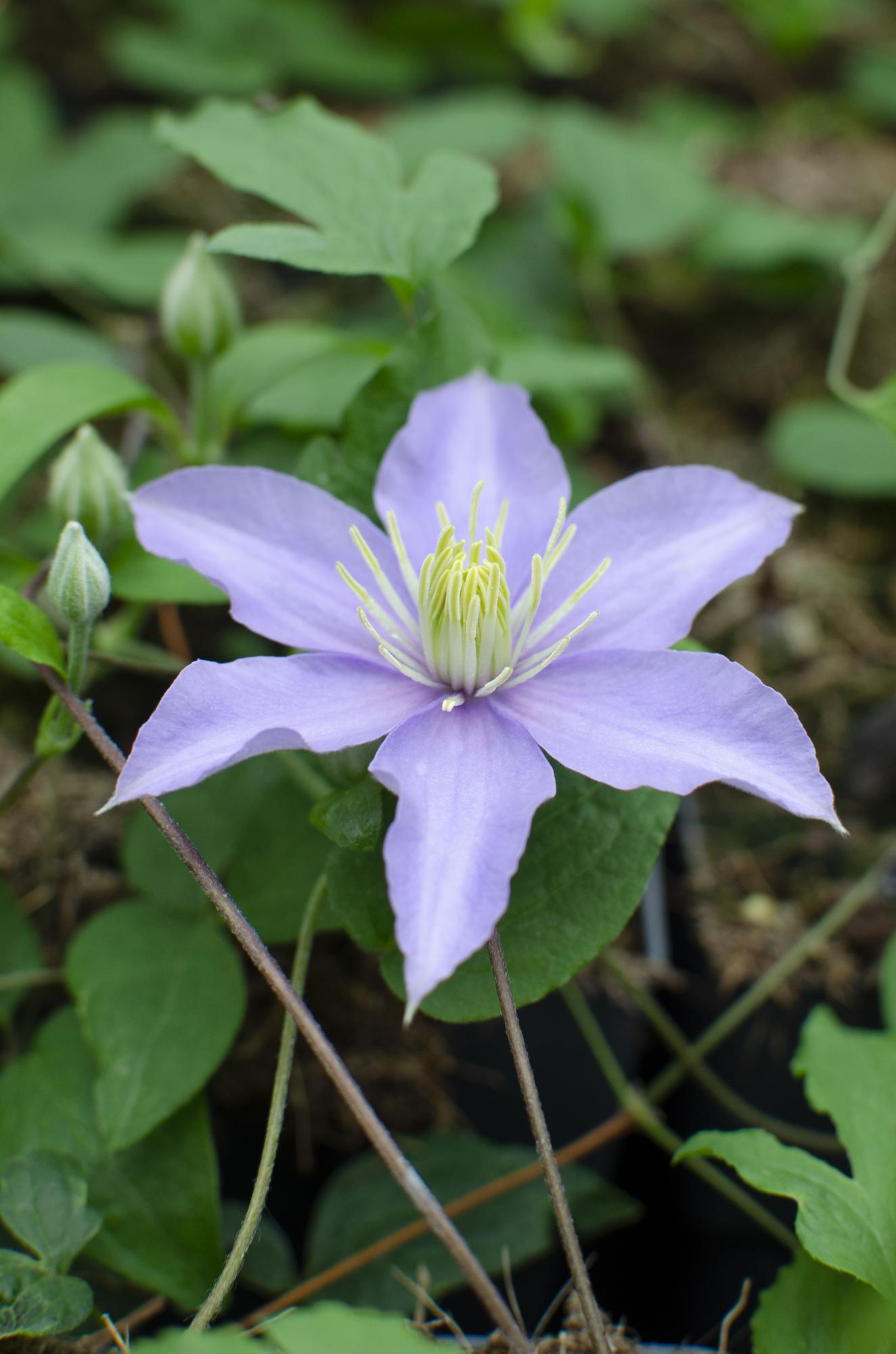Clematis ‘Justa’ – zartviolette Blüten, 15 cm Topf, 65 cm Höhe