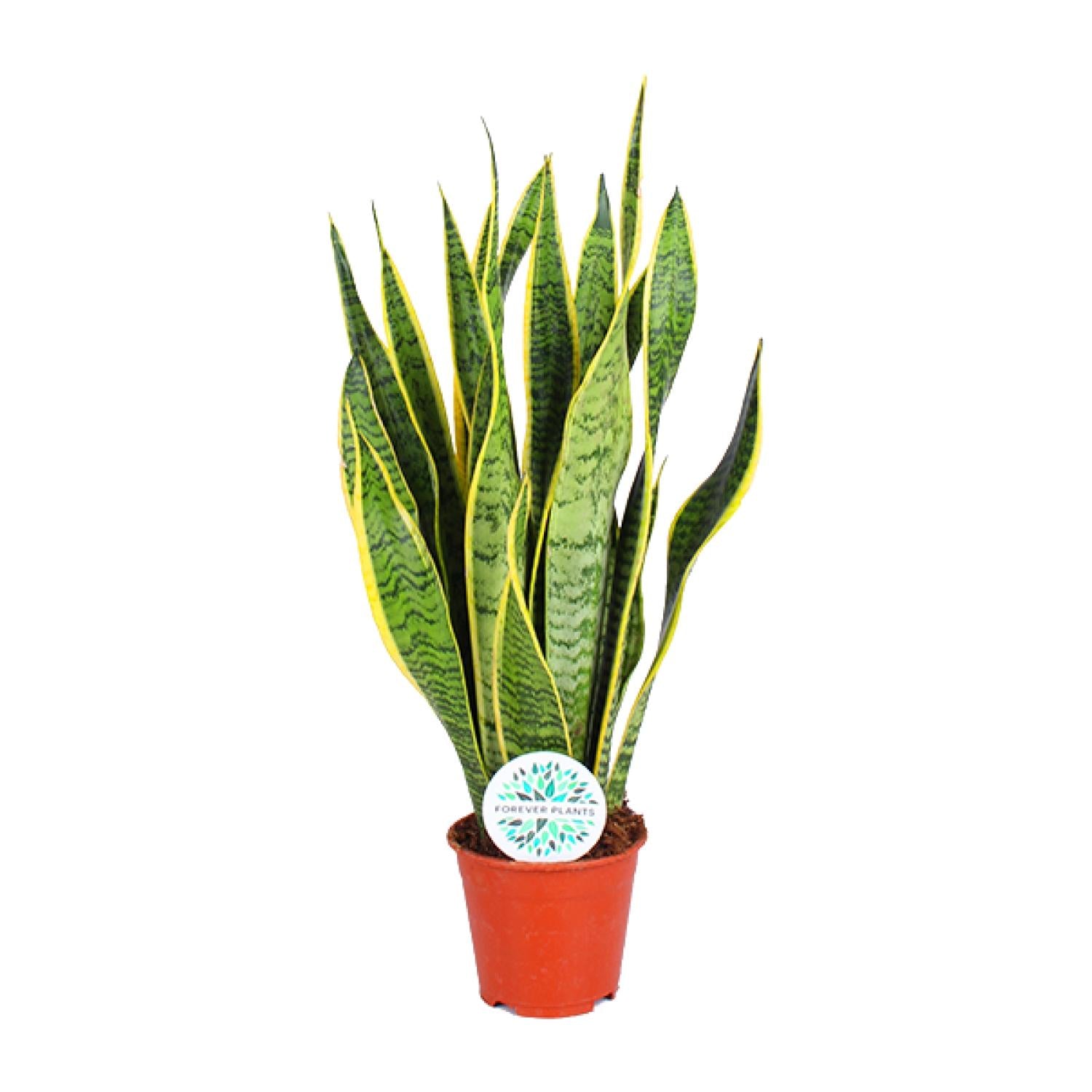 Sansevieria Trifasciata Laurentii–Chanvre à corde-40-84 cm