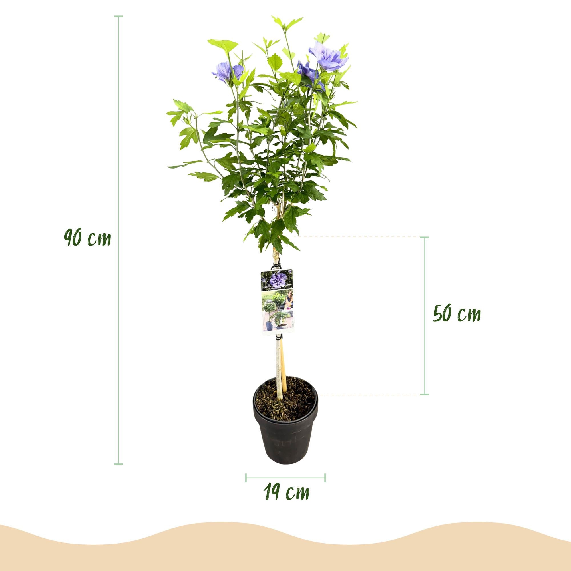 Hibiscus Blue Chiffon® – planta estándar de hoja caduca, de fácil cuidado, maceta de 19 cm, 90 cm de altura