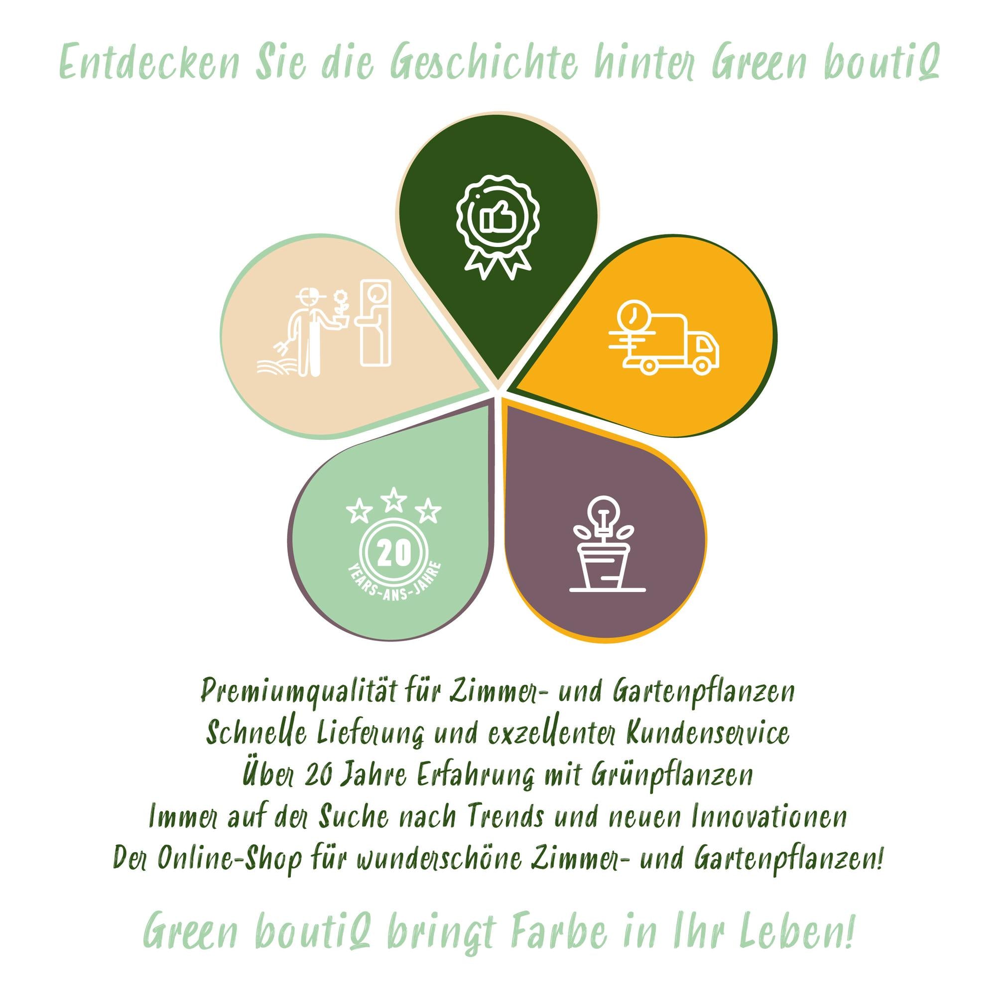 Hibisco 'Hamabo' – caducifolio, floración rosa claro, maceta de 17 cm, 45 cm de alto