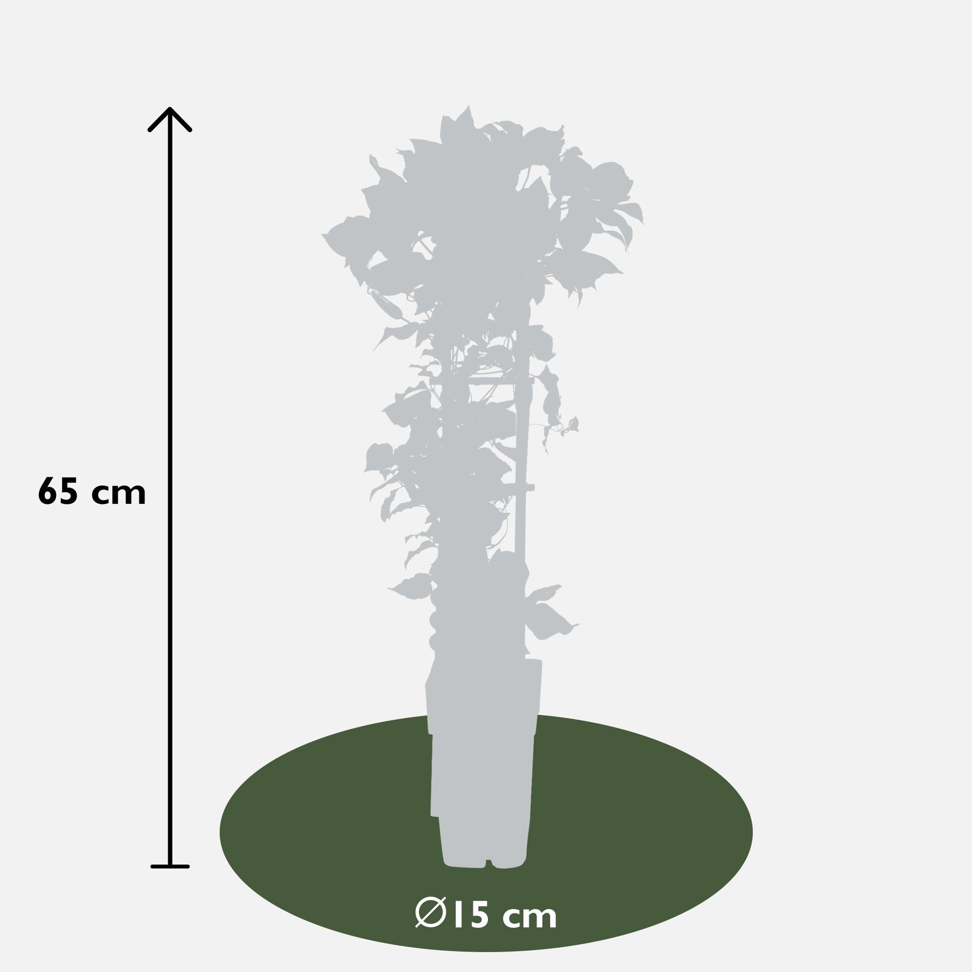 Clematis'Nubia' (Evison-Serie) –rotblühende Clematis, Ø15 cm, 65 cm hoch