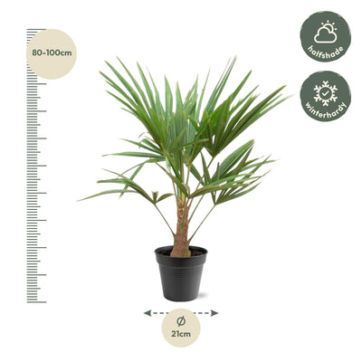 Trachycarpus fortunei – palmera robusta y resistente, maceta de 21 cm, altura de 90 a 100 cm