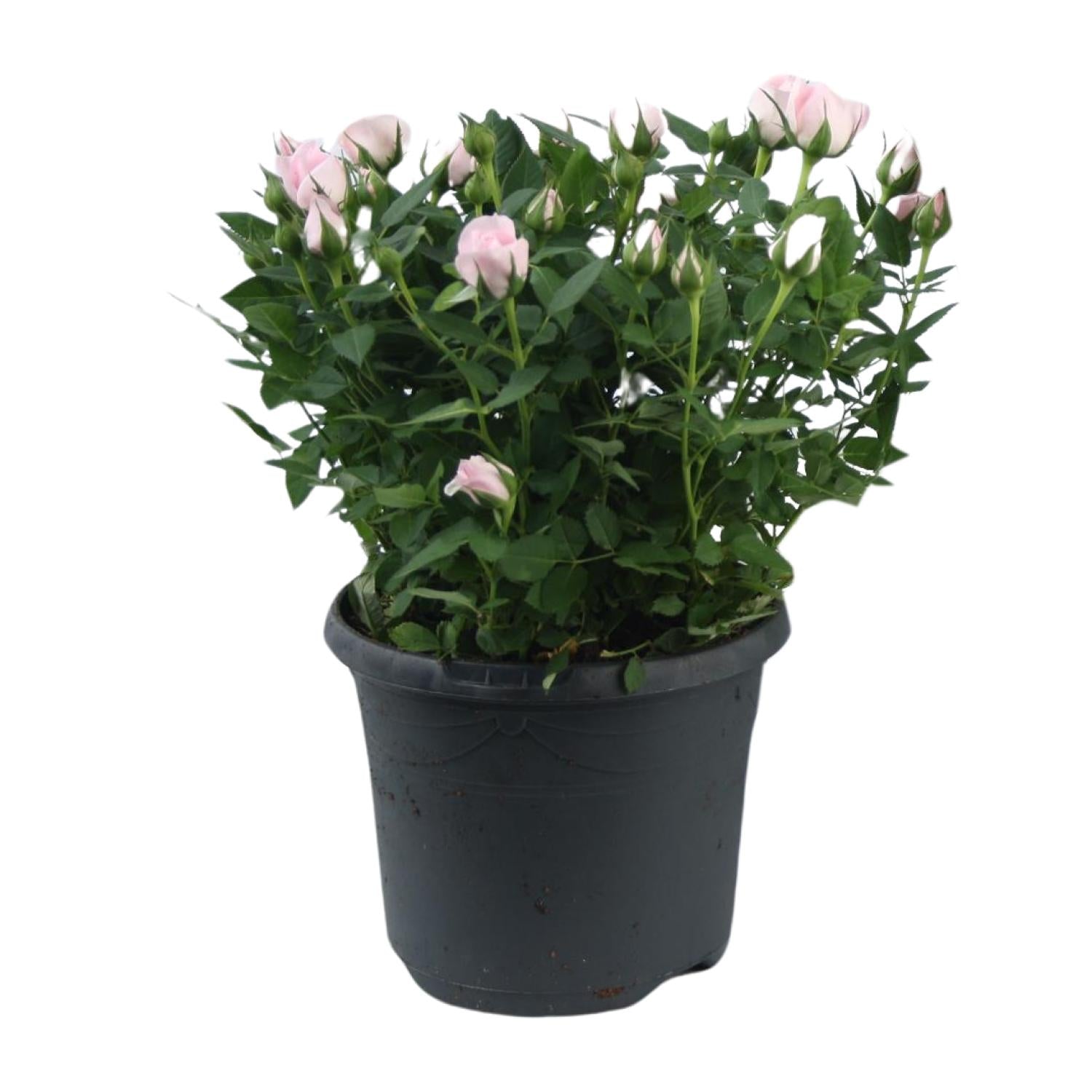 Dwarf rose 'Jewel Patio Baby' – pink flowering, 17 cm pot, 30 cm tall