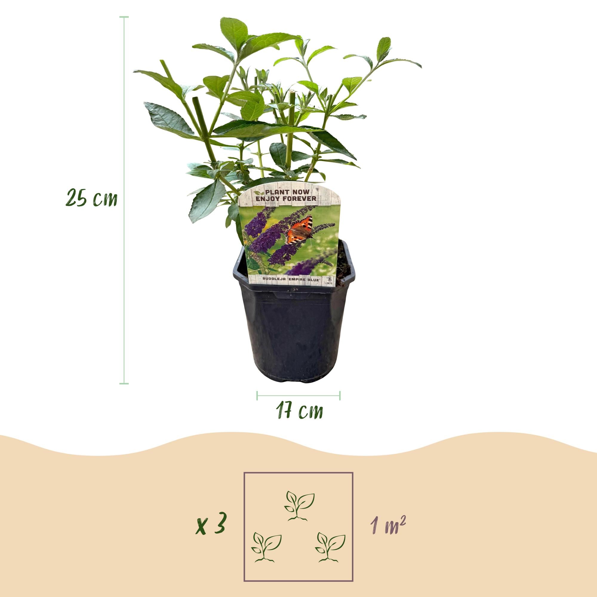 Schmetterlingsstrauch ‘Empire Blue’ – Blüte blau, 1 Pflanze, 17 cm Topf, 25 cm hoch