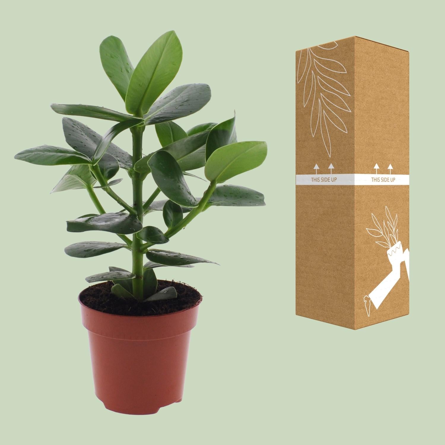 Clusia Rosea'Princesse'–Autogrammbaum-15-60 cm