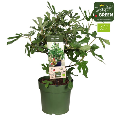 Higuera “Little Miss Figgy” (Ficus carica) Orgánica – Maceta de 23 cm, aprox. 50 cm de altura