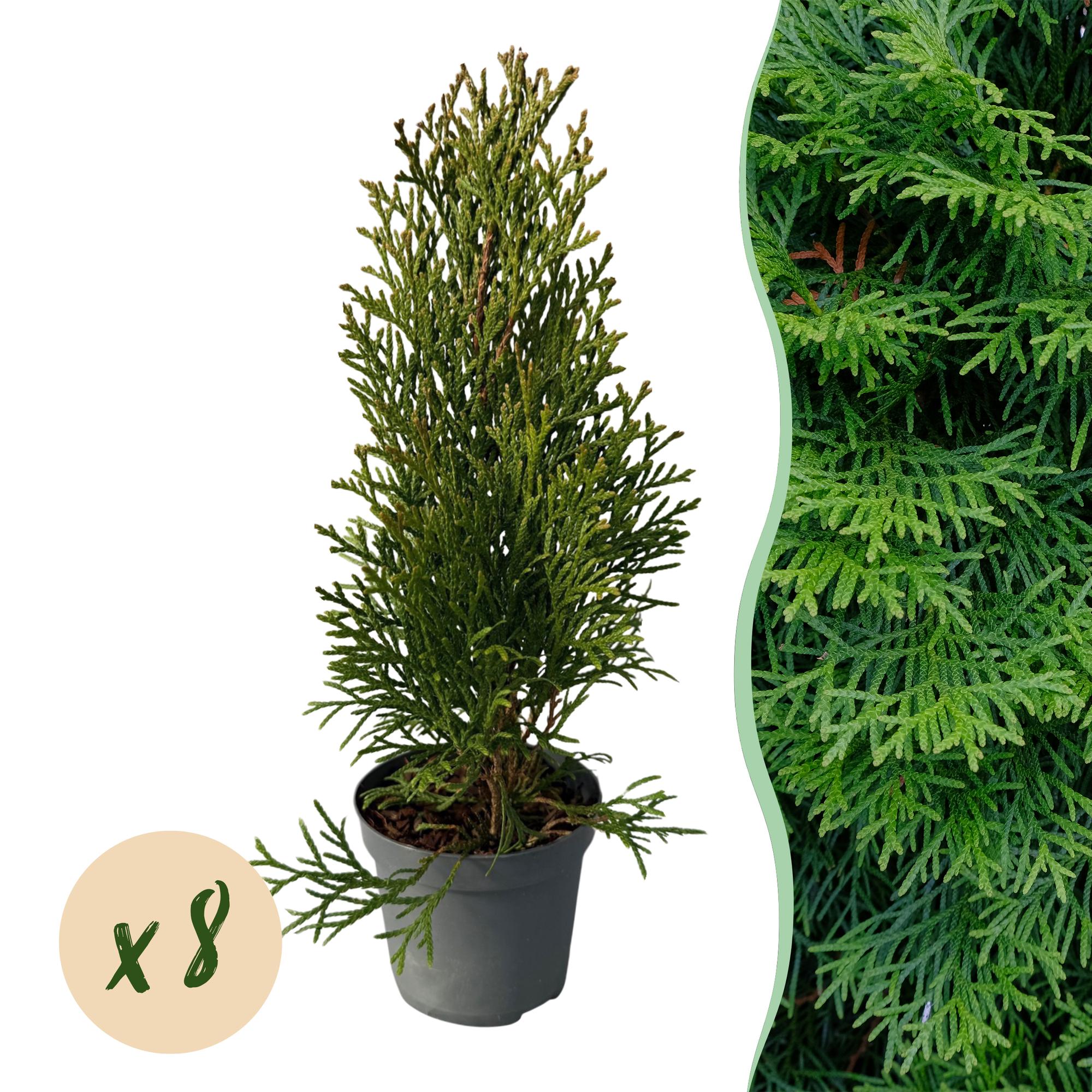 Tuja verde esmeralda (Thuja occidentalis): 8 plantas para un seto de 1 m, 30–35 cm de altura, maceta de 9 cm