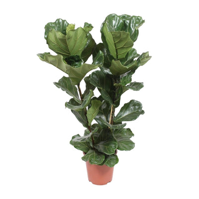 Ficus Lyrata – Ficus de hoja de violín – 30-130 cm