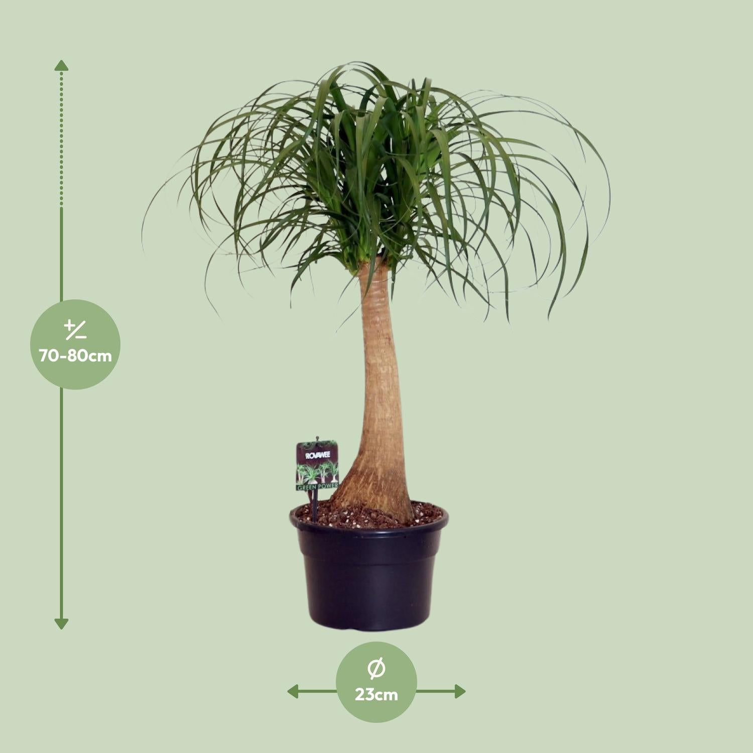 Beaucarnea Nolina – Elephant Foot - 60-80 cm