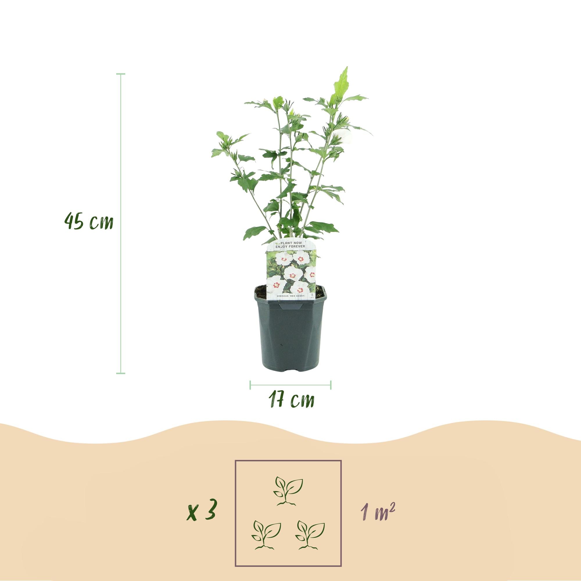 Hibisco de jardín 'Corazón Rojo' – Caducifolio, flor blanca con ojo rojo, maceta de 17 cm, altura 45 cm