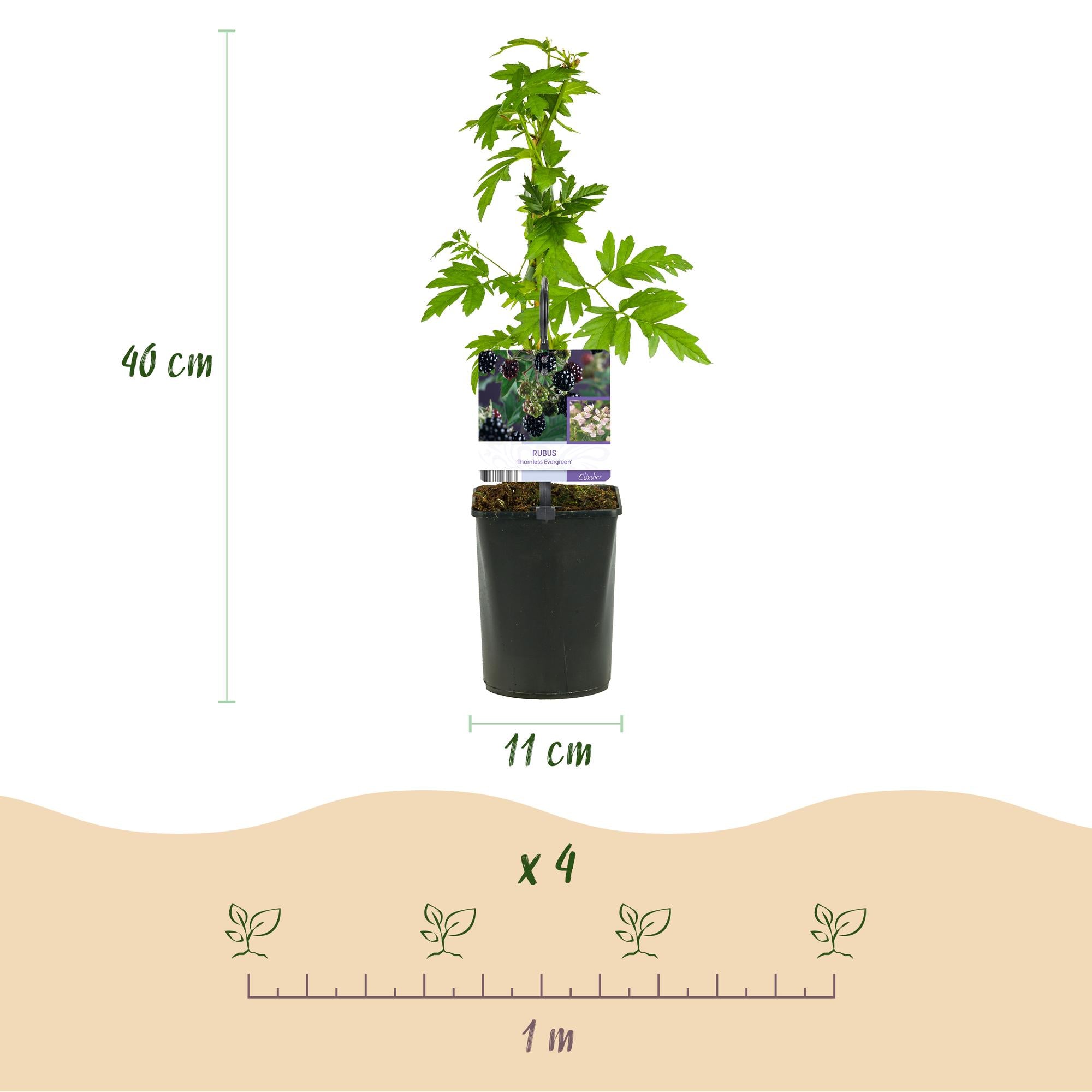 Thornless blackberry “Thornfree Evergreen” – 2 strong plants in an 11 cm pot (approx. 40 cm)