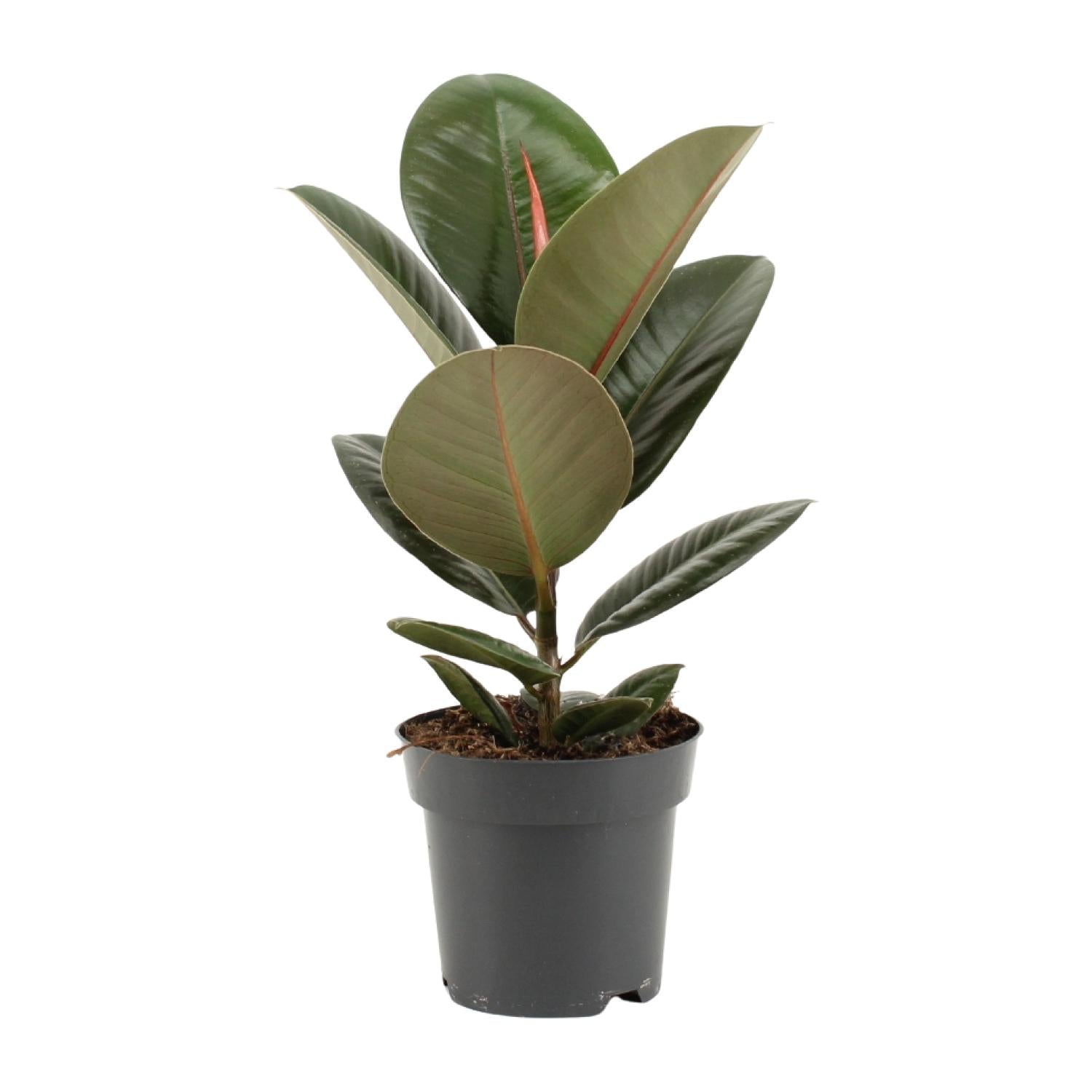 Ficus Elastica 'Robusta' – Rubber Tree - 35-85 cm