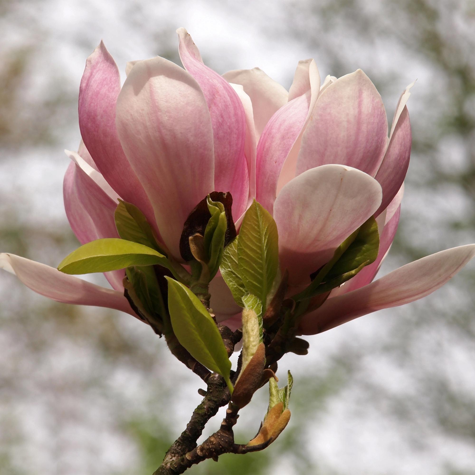 Magnolia soulangiana – arbusto con flores de color rosa claro, maceta de 17 cm, 45 cm de altura