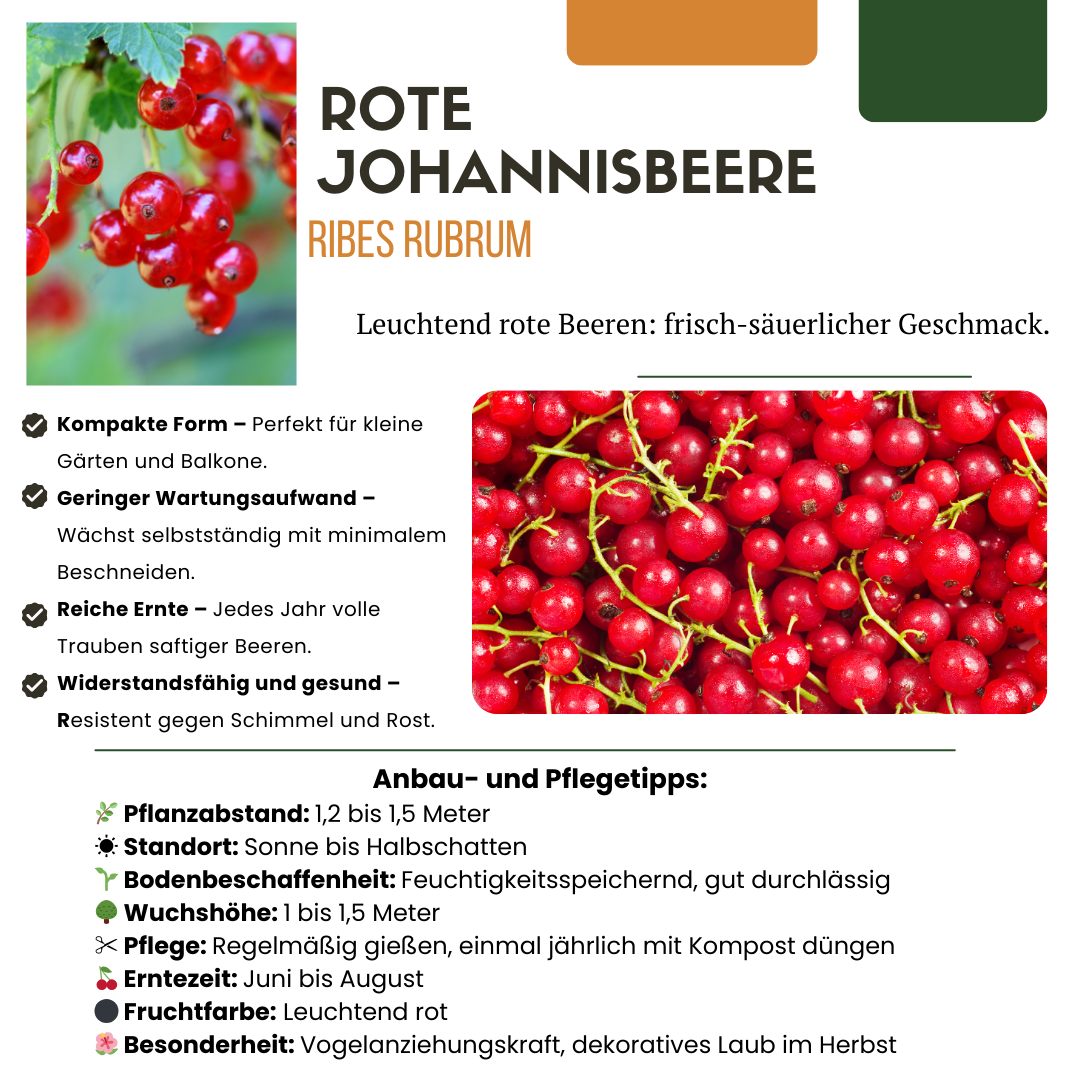 Grosella espinosa orgánica: planta joven y fuerte en maceta de 13 cm, 20 cm de altura.