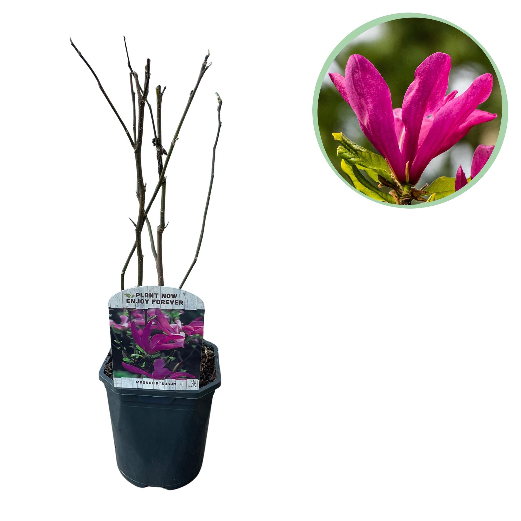 Magnolia 'Susan' – 1 planta, flor rosa oscuro, fácil de cuidar, maceta de 17 cm, altura 45 cm