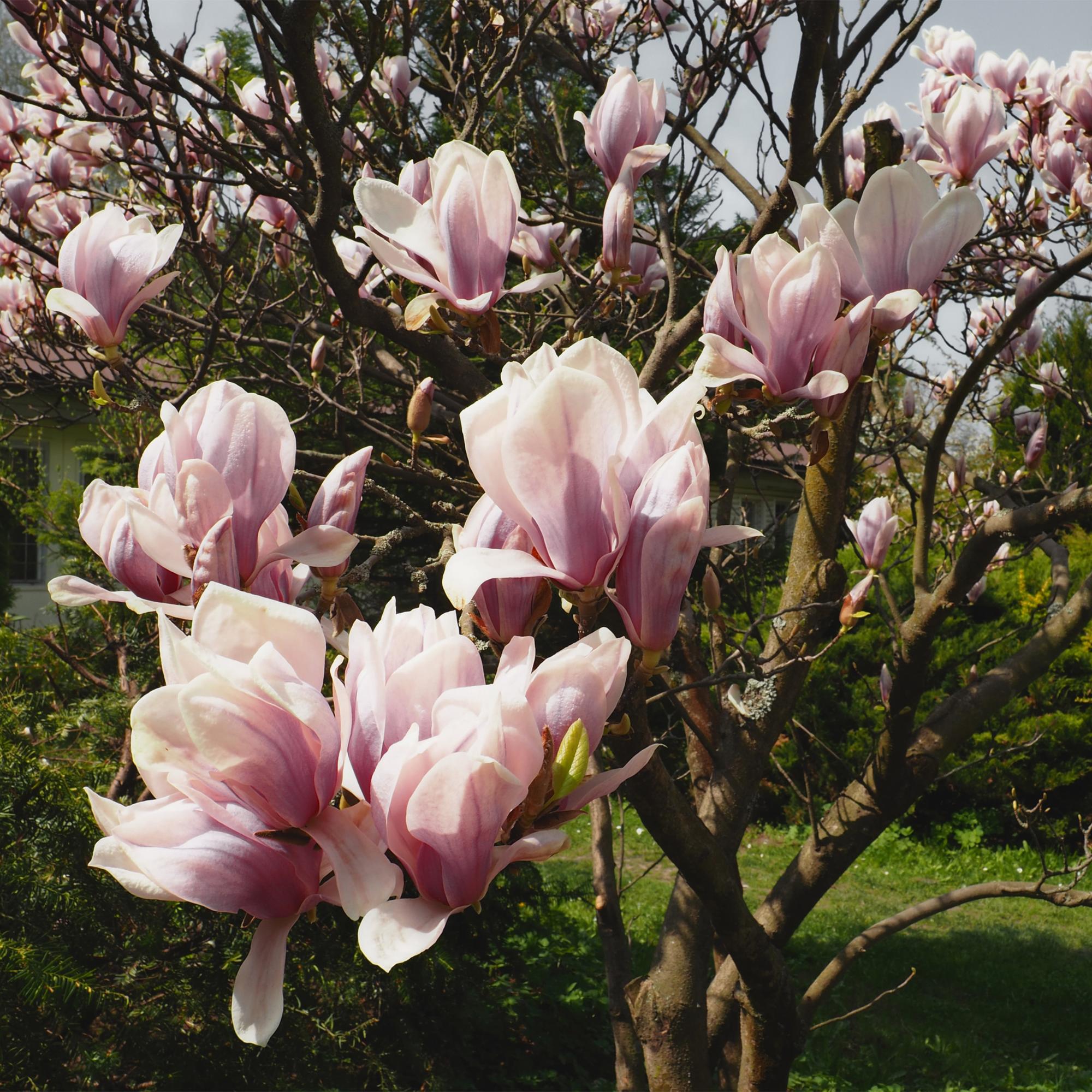 Magnolia soulangiana – arbusto con flores de color rosa claro, maceta de 17 cm, 45 cm de altura