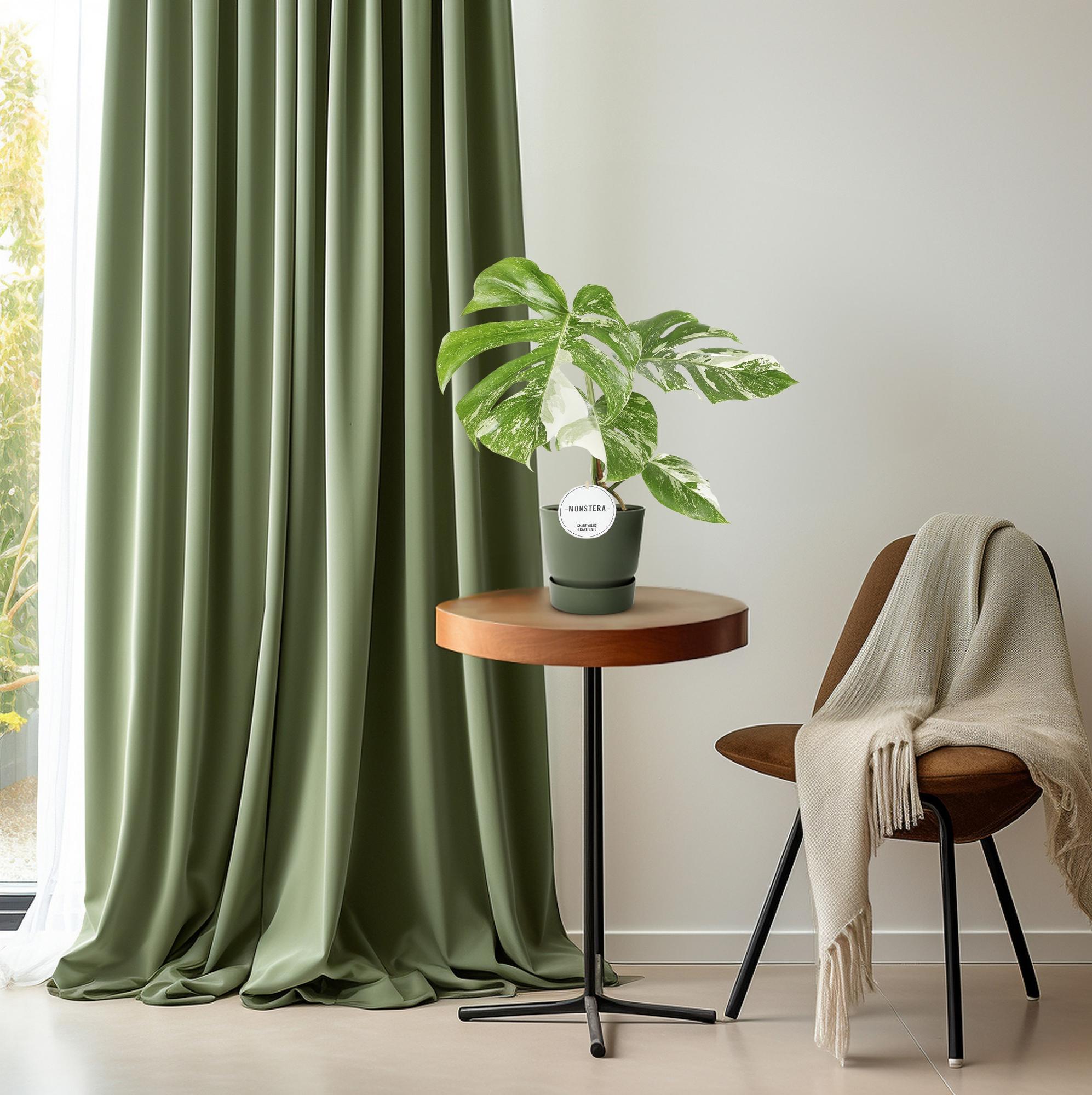 Monstera Deliciosa Variegata – Buntblättriges Fensterblatt - 15 cm Topf, 45 cm hoch