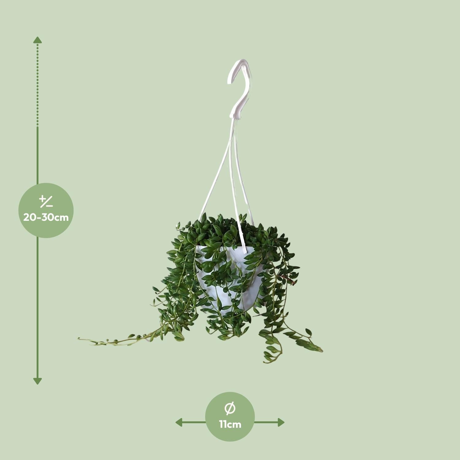 Senecio Herreianus – Pea plant - 20-25 cm