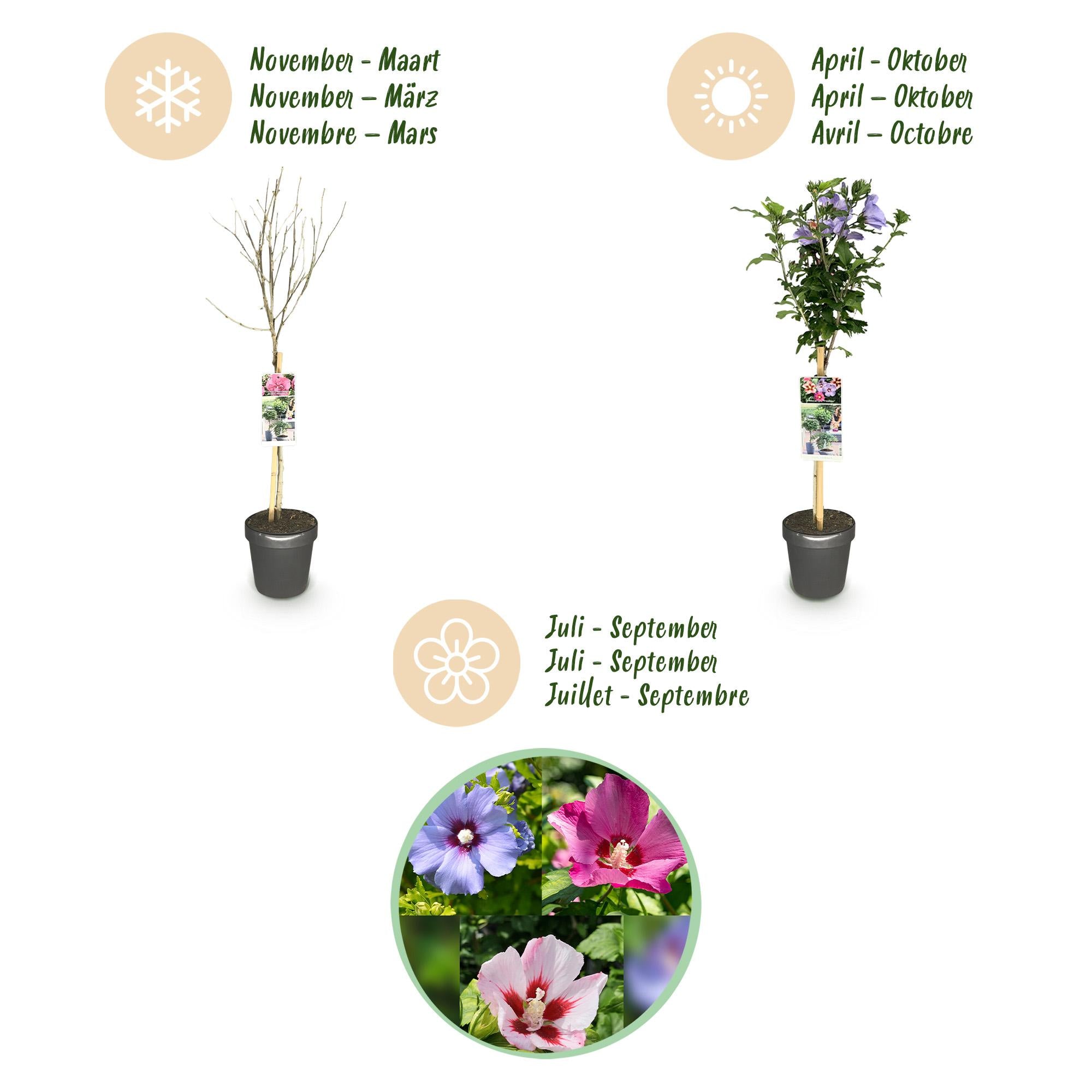 Hibiscus syriacus 'Tricolor' – árbol estándar para patio y jardín, maceta de 19 cm, 90 cm de altura