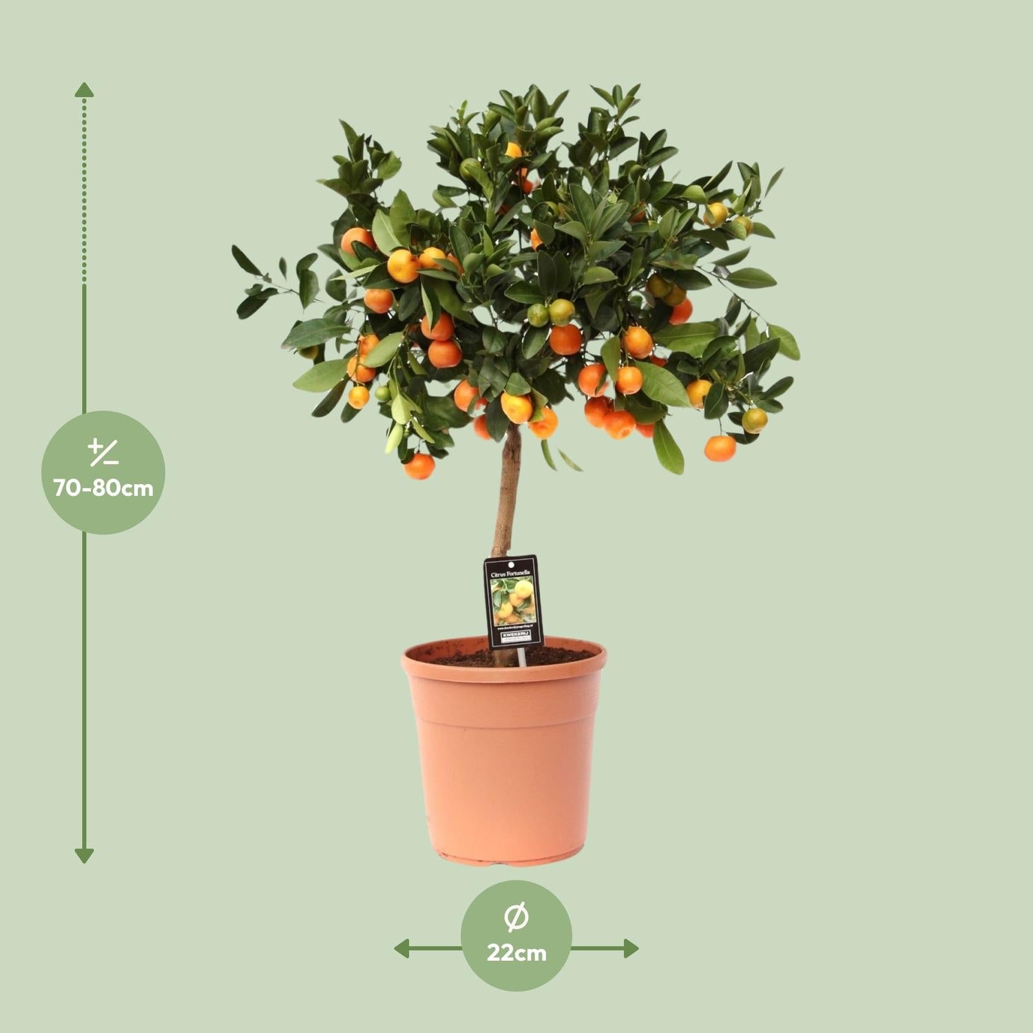 Calamondinonaranja (Citrus calamondin) – 40–80 cm