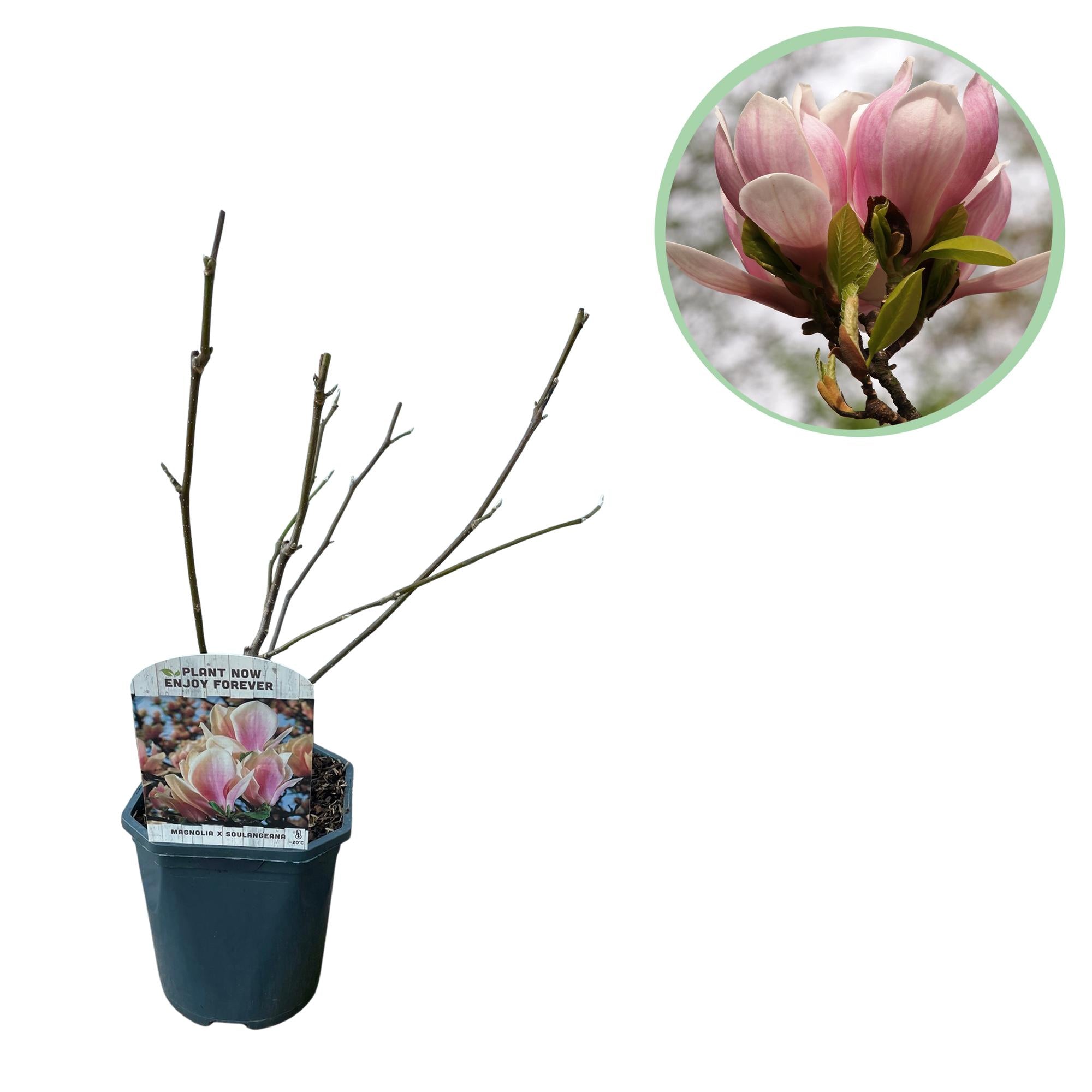 Magnolia soulangiana – arbusto con flores de color rosa claro, maceta de 17 cm, 45 cm de altura