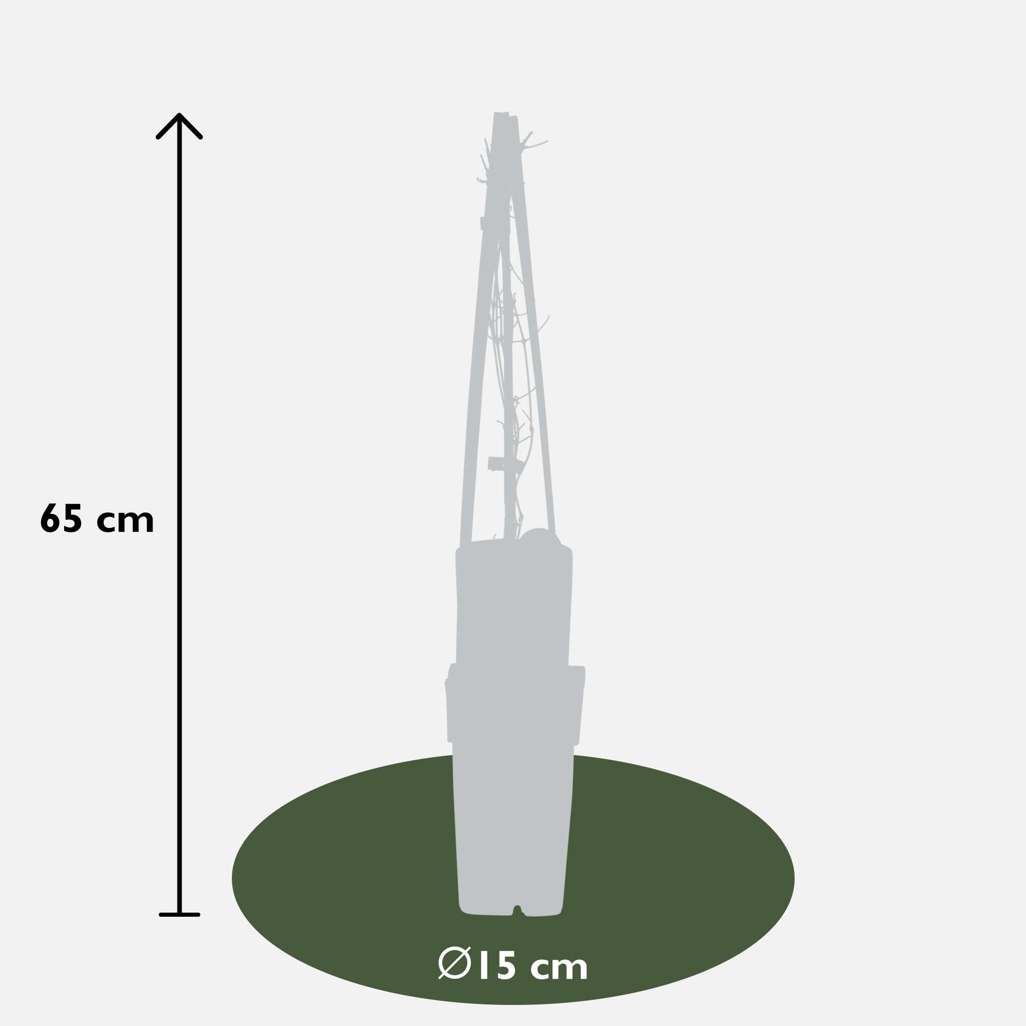 Clematis ‘Nelly Moser’ – hellrosa Kletterpflanze, 15 cm Topf, 65 cm hoch