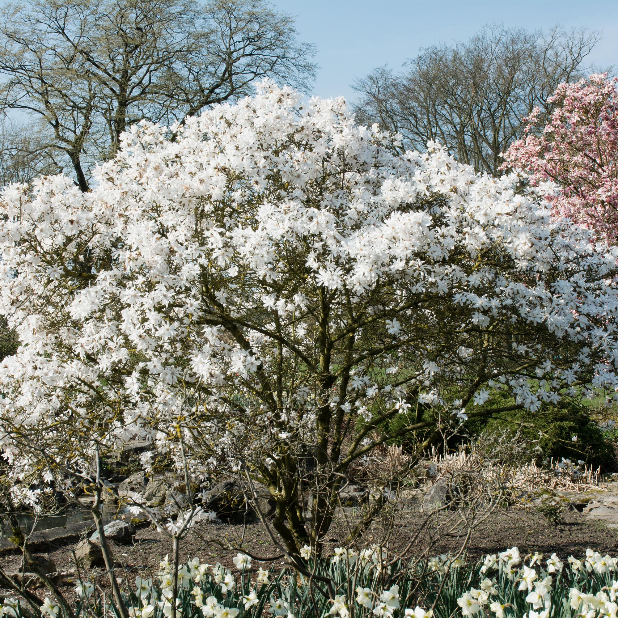 Magnolia stellata – arbusto ornamental de flores blancas, 1 planta, maceta de 17 cm, 45 cm de altura